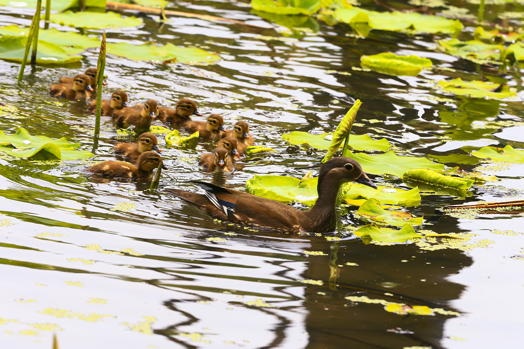 PHOTO BY WO2YA LAB | Canon EOS-1D X Mark II | 2024:05:02 14:26:58 | ISO-3200 | 1/8000 sec | f 7.1 | 85 mm | EV=0 | ● WIDTH:1800 pixels  HEIGHT:1200 pixels