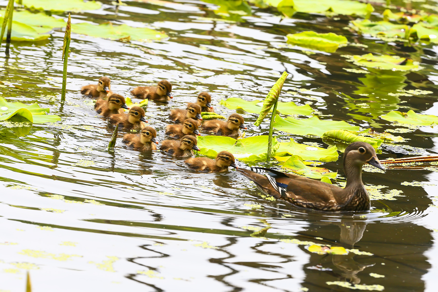 PHOTO BY WO2YA LAB | Canon EOS-1D X Mark II | 2024:05:02 14:26:58 | ISO-3200 | 1/8000 sec | f 7.1 | 85 mm | EV=0 | ● WIDTH:1800 pixels  HEIGHT:1200 pixels