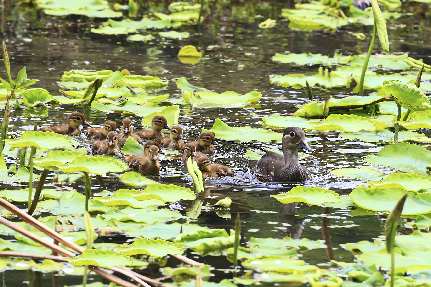 PHOTO BY WO2YA LAB | Canon EOS-1D X Mark II | 2024:05:02 14:26:58 | ISO-3200 | 1/8000 sec | f 7.1 | 85 mm | EV=0 | ● WIDTH:1800 pixels  HEIGHT:1200 pixels