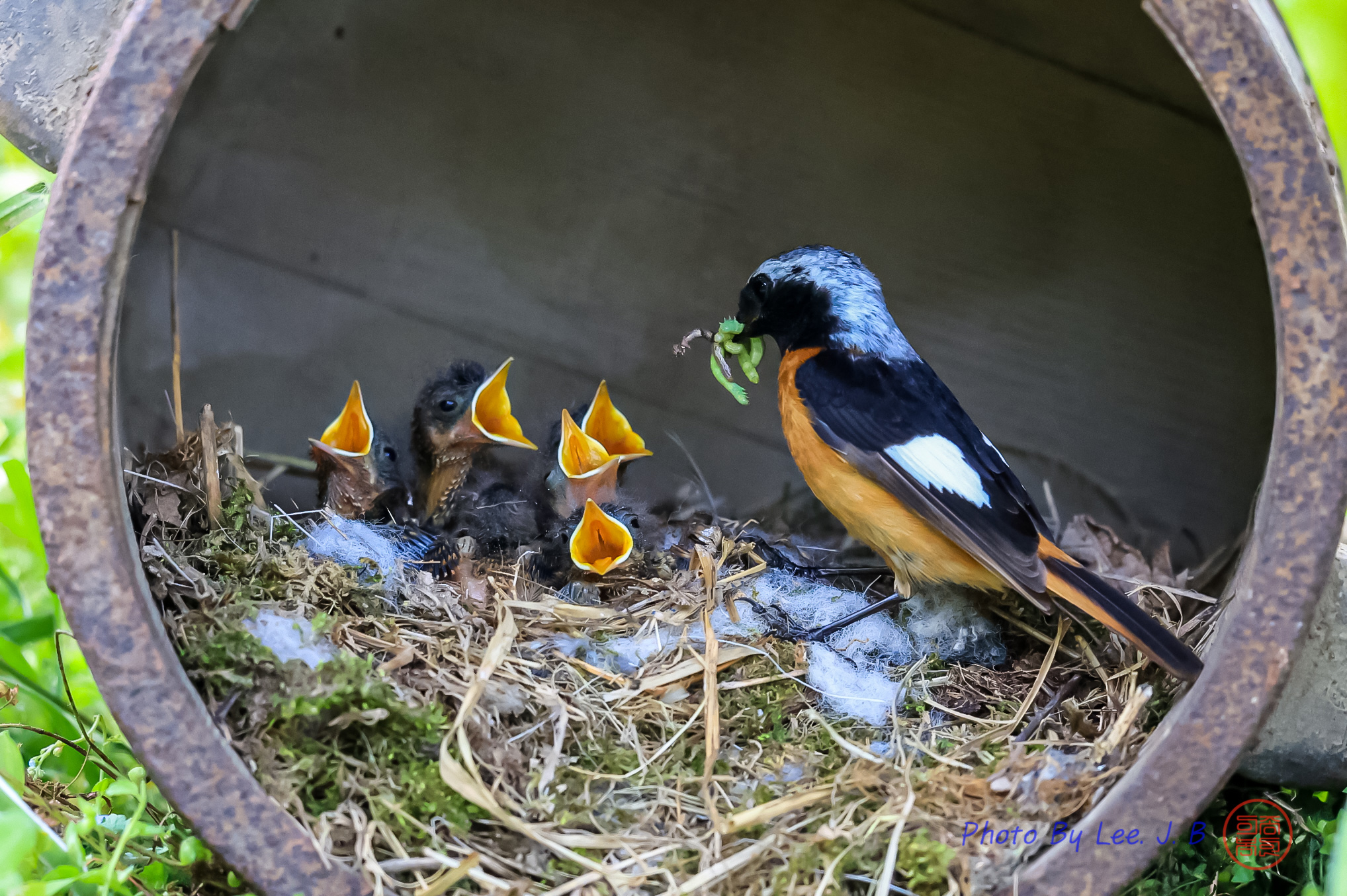 PHOTO BY  | Canon EOS R3 | 2024:05:01 14:07:35 | ISO-6400 | 1/2500 sec | f 5.6 | 840 mm | EV=0 | ● WIDTH:2036 pixels  HEIGHT:1355 pixels