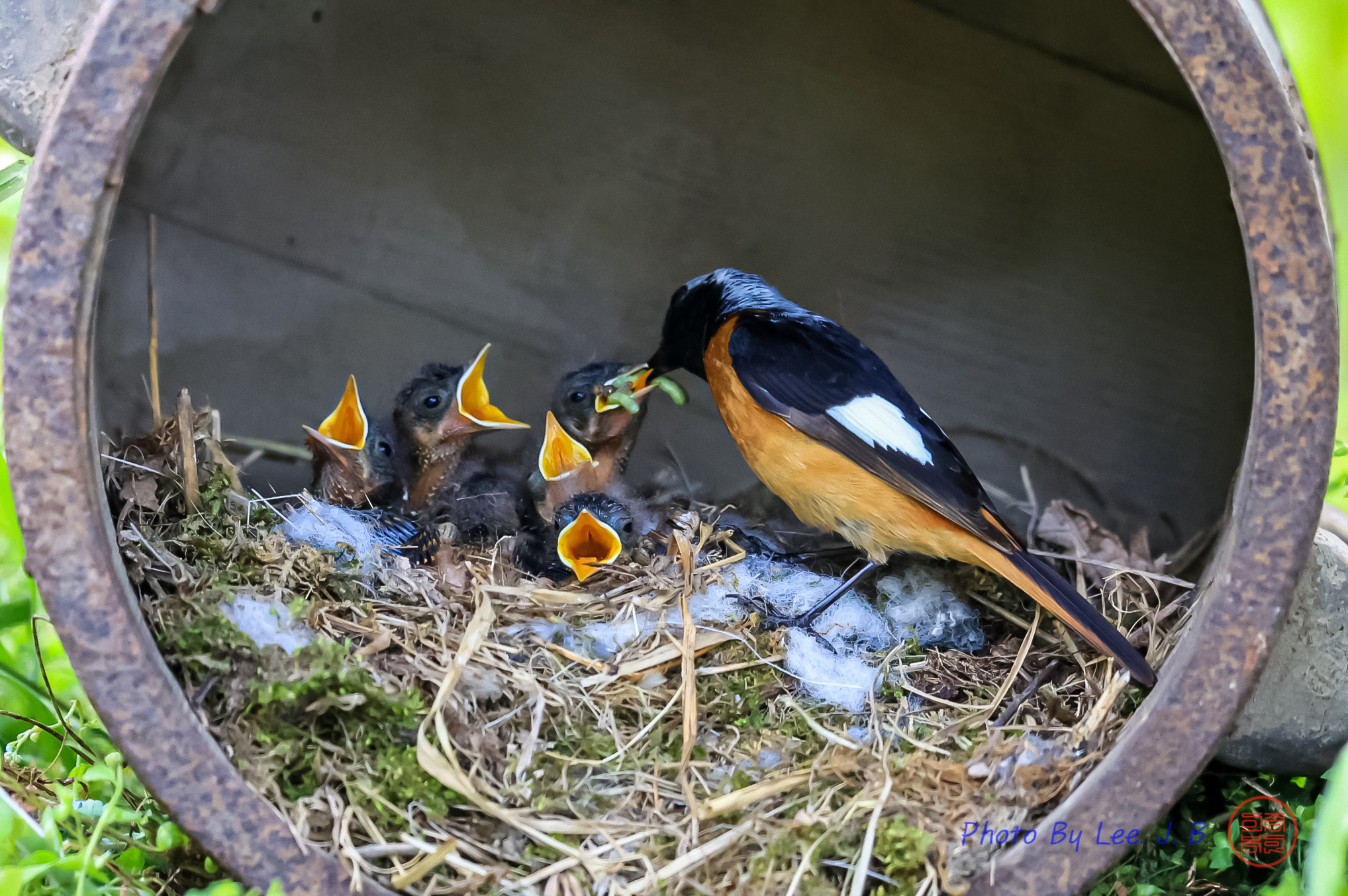 PHOTO BY  | Canon EOS R3 | 2024:05:01 14:07:35 | ISO-6400 | 1/2500 sec | f 5.6 | 840 mm | EV=0 | ● WIDTH:2036 pixels  HEIGHT:1355 pixels