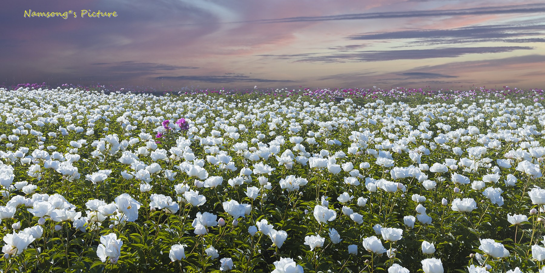 PHOTO BY HAN Jongsu | Canon EOS R | 2020:05:13 07:21:30 | ISO-100 | 1/250 sec | f 8 | 29 mm | EV=0 | ● WIDTH:1800 pixels  HEIGHT:901 pixels