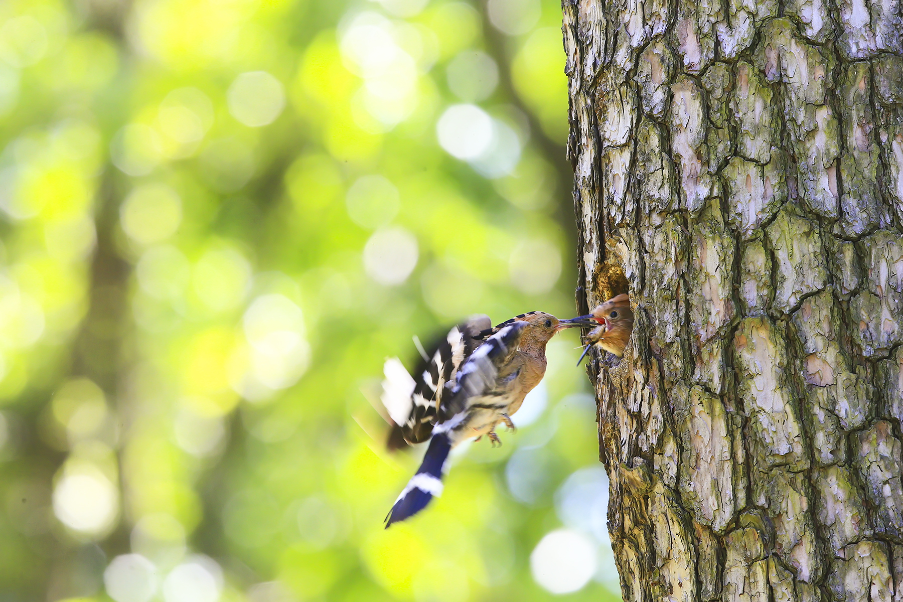 PHOTO BY WO2YA LAB | Canon EOS-1D X Mark II | 2024:05:02 14:26:58 | ISO-3200 | 1/8000 sec | f 7.1 | 85 mm | EV=0 | ● WIDTH:1800 pixels  HEIGHT:1200 pixels