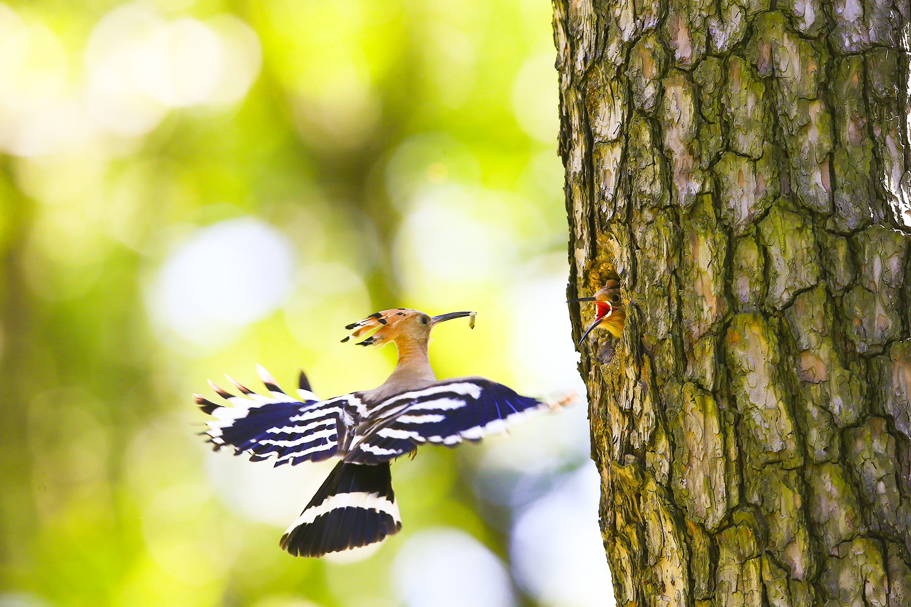 PHOTO BY WO2YA LAB | Canon EOS-1D X Mark II | 2024:05:02 14:26:58 | ISO-3200 | 1/8000 sec | f 7.1 | 85 mm | EV=0 | ● WIDTH:1800 pixels  HEIGHT:1200 pixels