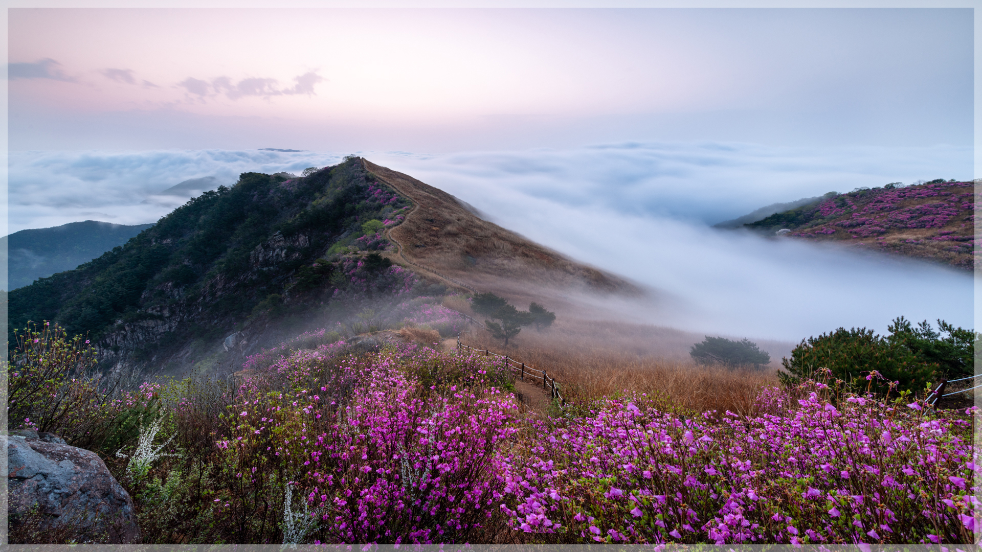   | PHOTO BY : 자몽  |