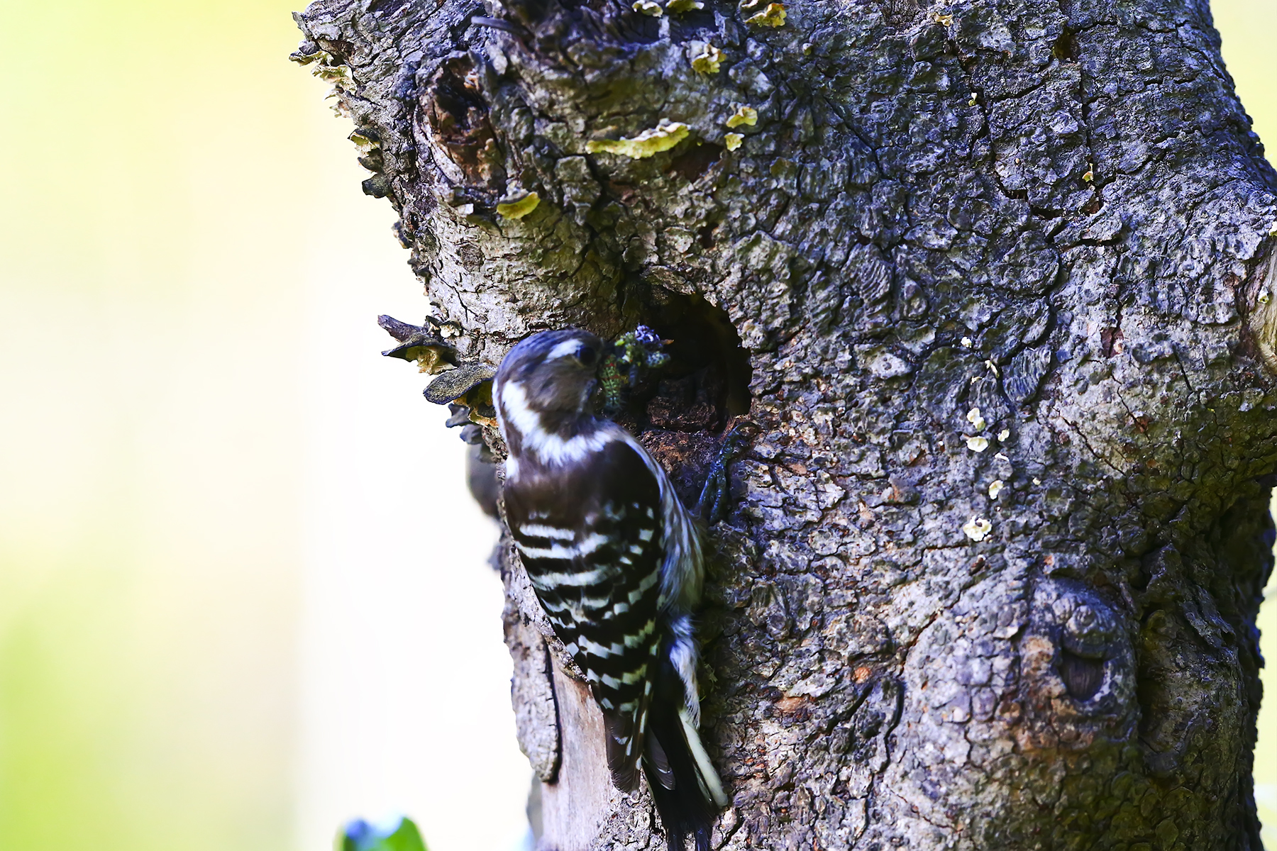 PHOTO BY WO2YA LAB | Canon EOS-1D X Mark II | 2024:05:02 14:27:14 | ISO-3200 | 1/1600 sec | f 7.1 | 210 mm | EV=0 | ● WIDTH:1800 pixels  HEIGHT:1200 pixels