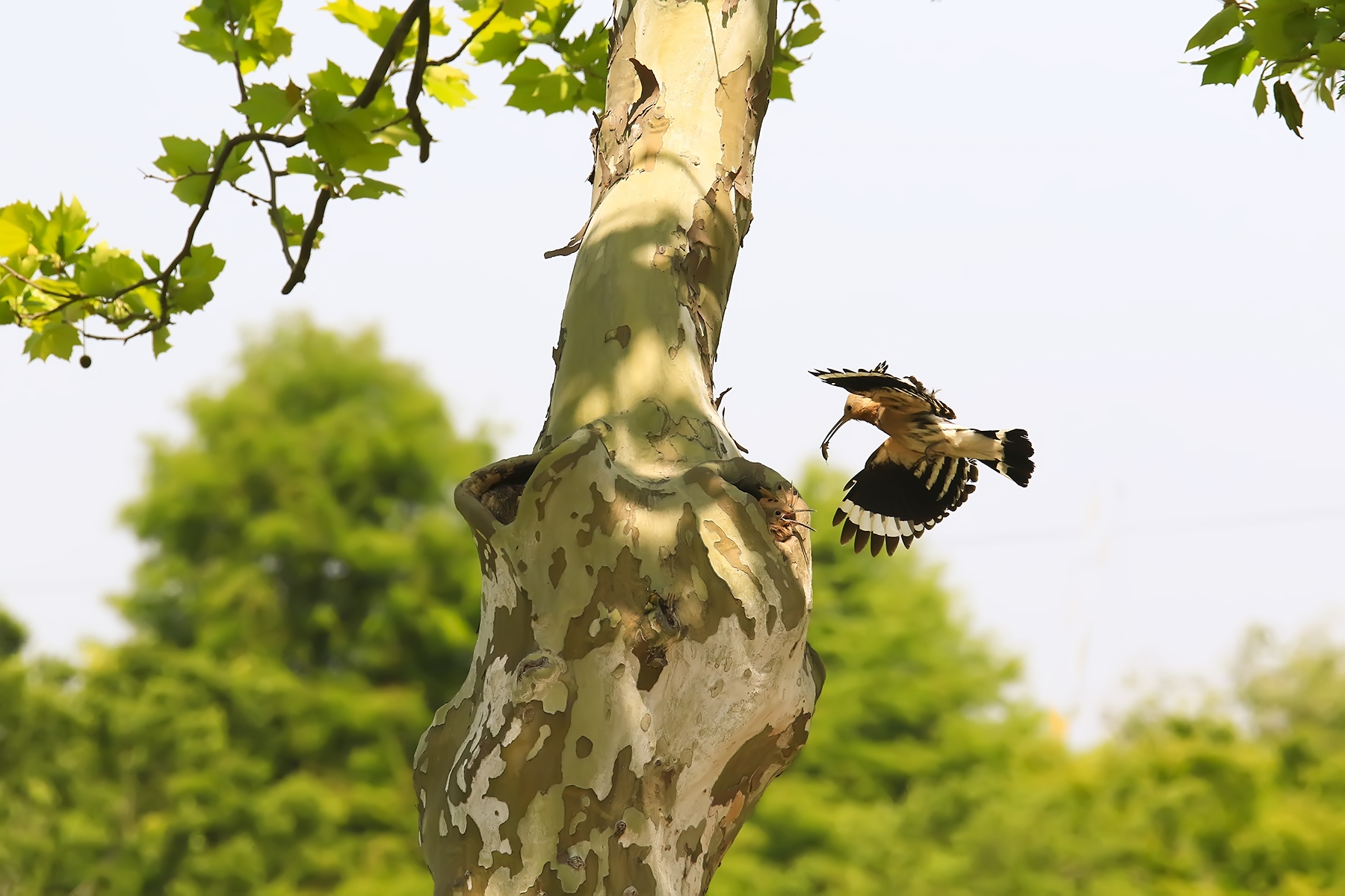 PHOTO BY HNalim | Canon EOS 7D Mark II | 2024:05:10 11:37:00 | ISO-1000 | 1/3200 sec | f 8 | 210 mm | EV=0 | ● WIDTH:1800 pixels  HEIGHT:1200 pixels