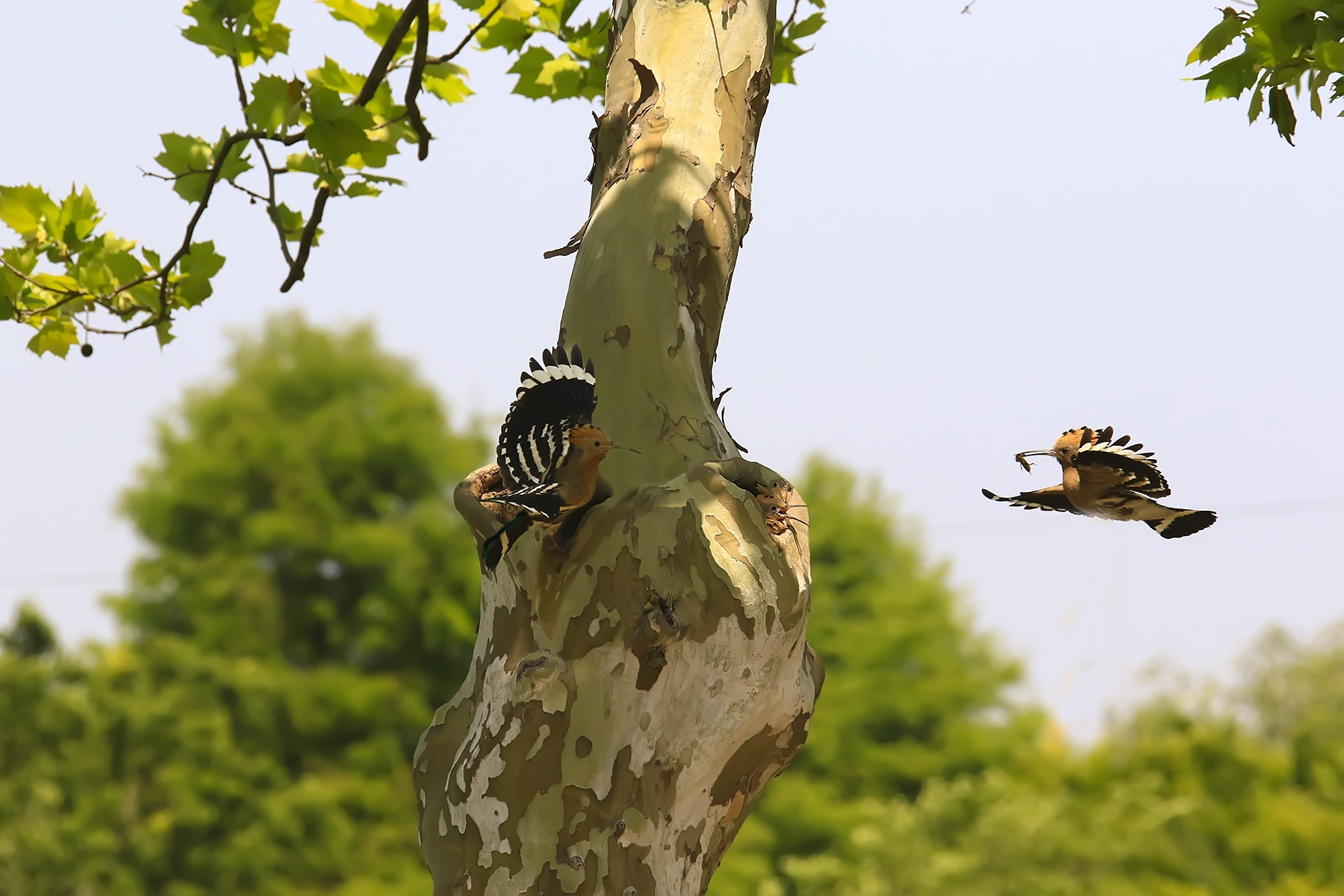 PHOTO BY HNalim | Canon EOS 7D Mark II | 2024:05:10 11:48:45 | ISO-1000 | 1/3200 sec | f 8 | 210 mm | EV=0 | ● WIDTH:1800 pixels  HEIGHT:1200 pixels