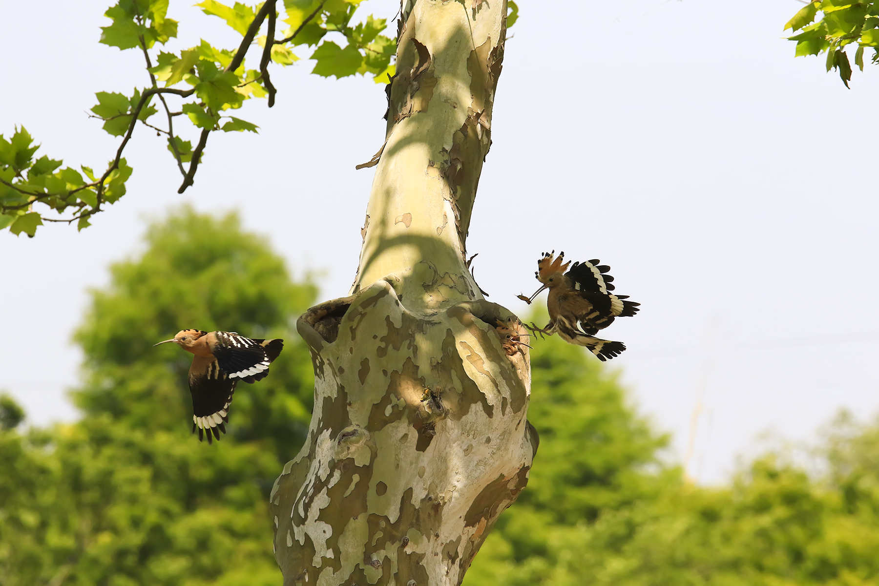 PHOTO BY HNalim | Canon EOS 7D Mark II | 2024:05:10 11:59:04 | ISO-1000 | 1/3200 sec | f 8 | 210 mm | EV=0 | ● WIDTH:1800 pixels  HEIGHT:1200 pixels