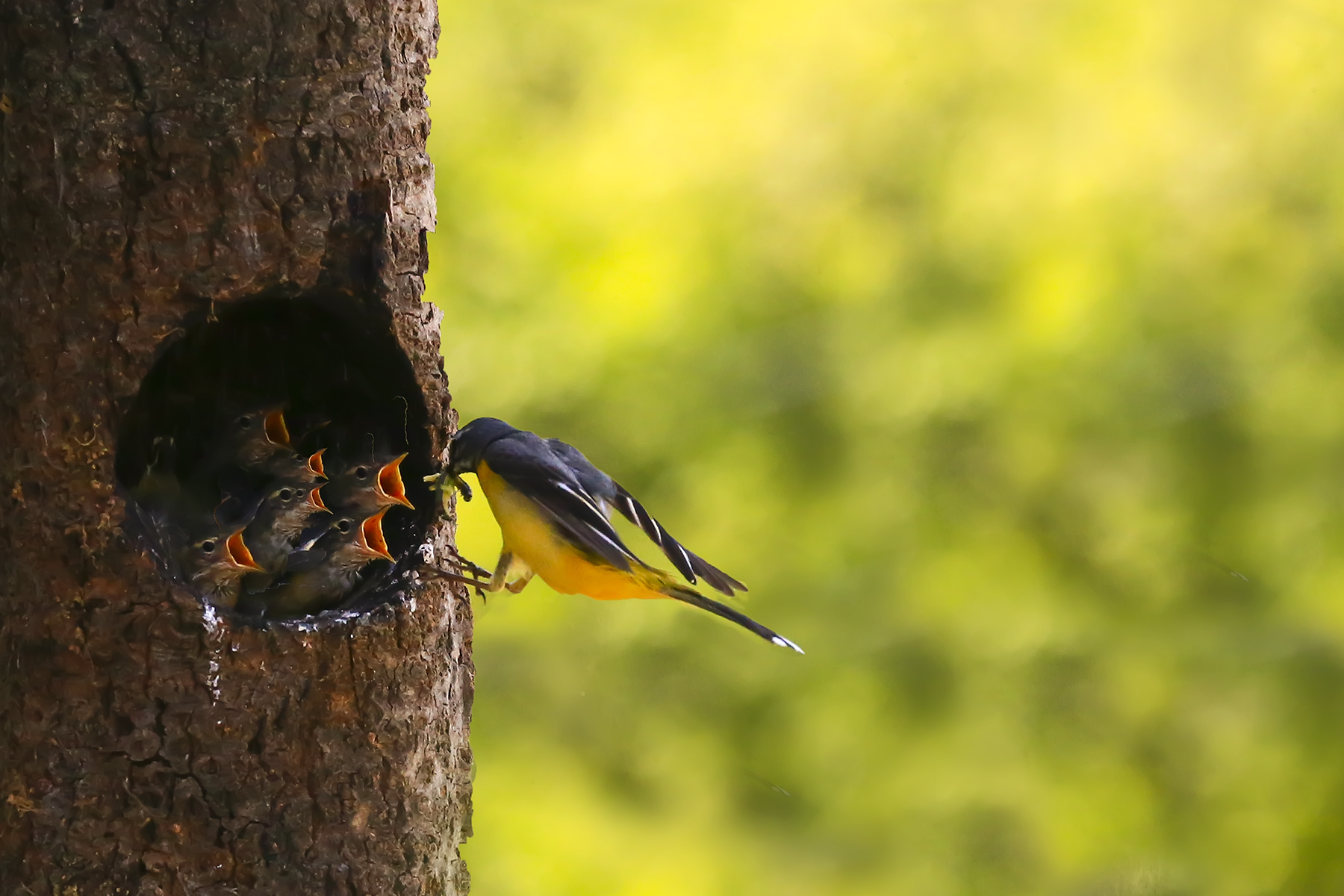 PHOTO BY HNalim | Canon EOS 7D Mark II | 2024:05:10 10:18:10 | ISO-1000 | 1/640 sec | f 18 | 275 mm | EV=0 | ● WIDTH:1800 pixels  HEIGHT:1200 pixels