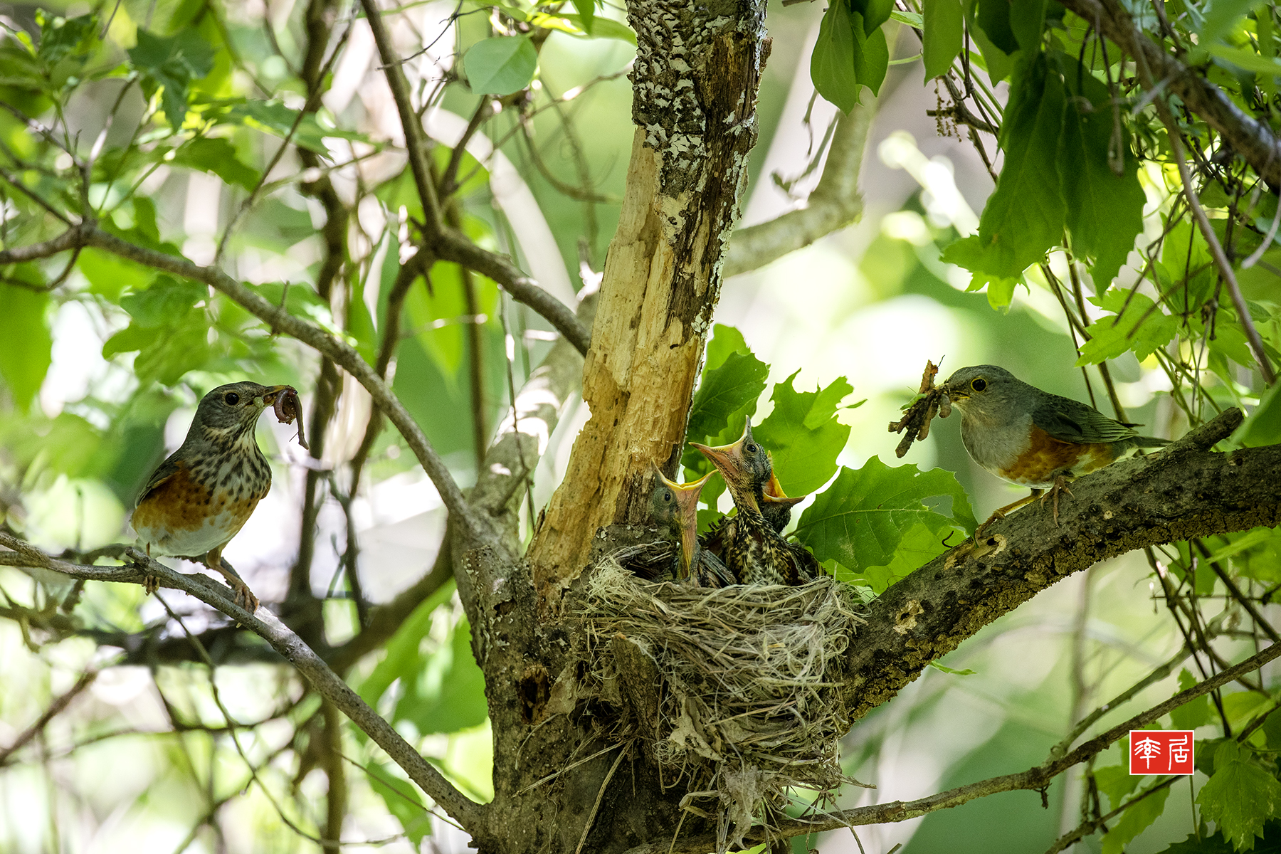 PHOTO BY changickheun | Canon EOS-1D X Mark III | 2024:05:14 14:03:50 | ISO-1600 | 1/800 sec | f 4 | 600 mm | EV=0 | ● WIDTH:1800 pixels  HEIGHT:1200 pixels