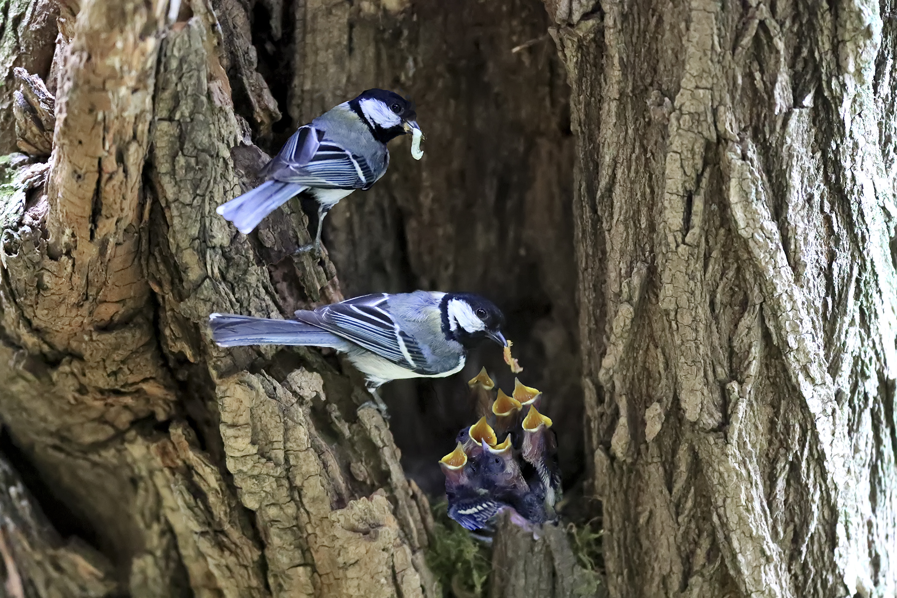 PHOTO BY HNalim | Canon EOS 7D Mark II | 2024:05:10 10:15:55 | ISO-1000 | 1/640 sec | f 18 | 275 mm | EV=0 | ● WIDTH:1800 pixels  HEIGHT:1200 pixels