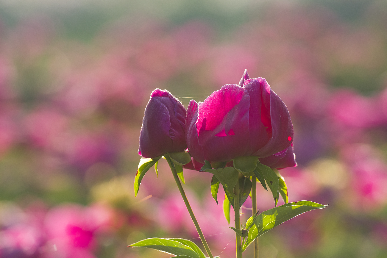 PHOTO BY SEHUI_OK | NIKON D500 | 2024:05:15 06:35:20 | ISO-400 | 1/640 sec | f 4 | 200 mm | EV=0 | ● WIDTH:1300 pixels  HEIGHT:867 pixels