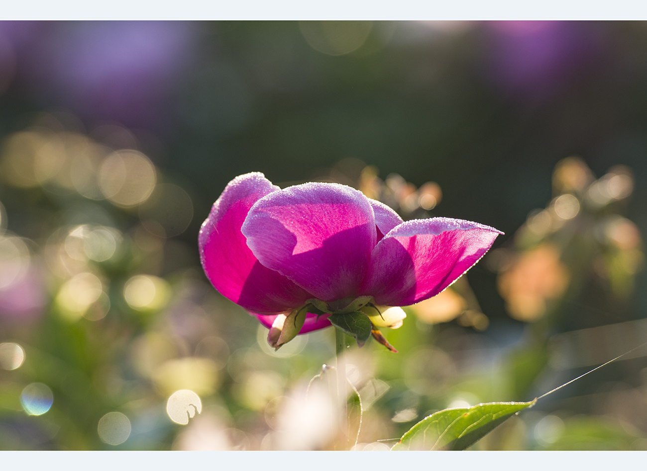 PHOTO BY SEHUI_OK | NIKON D500 | 2024:05:15 06:28:06 | ISO-400 | 1/400 sec | f 4 | 200 mm | EV=0 | ● WIDTH:1300 pixels  HEIGHT:948 pixels