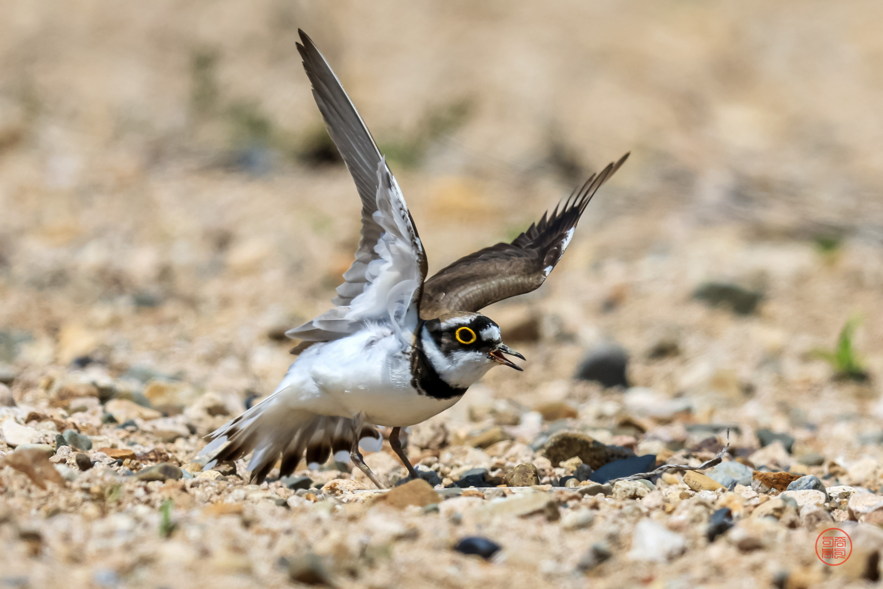 PHOTO BY  | Canon EOS R3 | 2024:05:03 11:28:47 | ISO-320 | 1/4000 sec | f 5.6 | 840 mm | EV=0 | ● WIDTH:2957 pixels  HEIGHT:1971 pixels