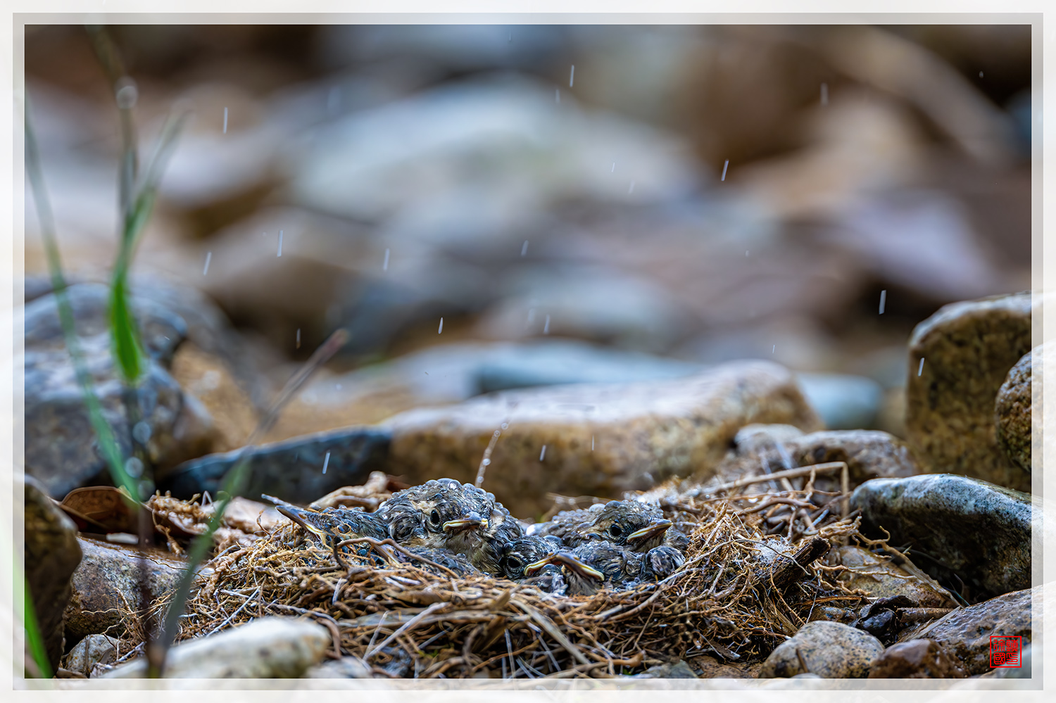 PHOTO BY  | NIKON Z 9 | 2024:05:05 16:37:33 | ISO-1600 | 1/800 sec | f 4 | 600 mm | EV=-0.7 | ● WIDTH:1500 pixels  HEIGHT:999 pixels