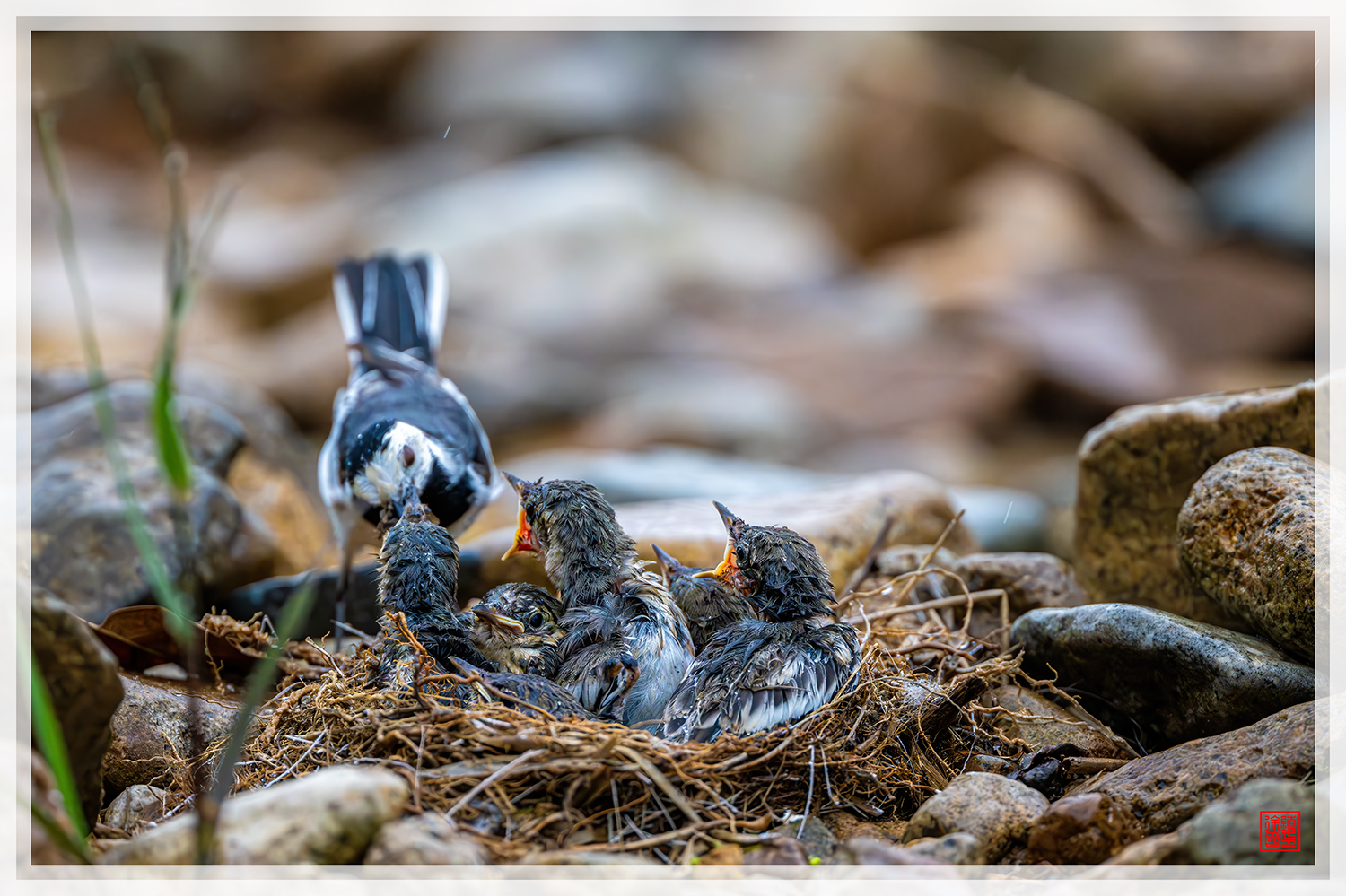 PHOTO BY  | NIKON Z 9 | 2024:05:05 17:31:15 | ISO-2500 | 1/800 sec | f 4 | 600 mm | EV=-1 | ● WIDTH:1500 pixels  HEIGHT:999 pixels