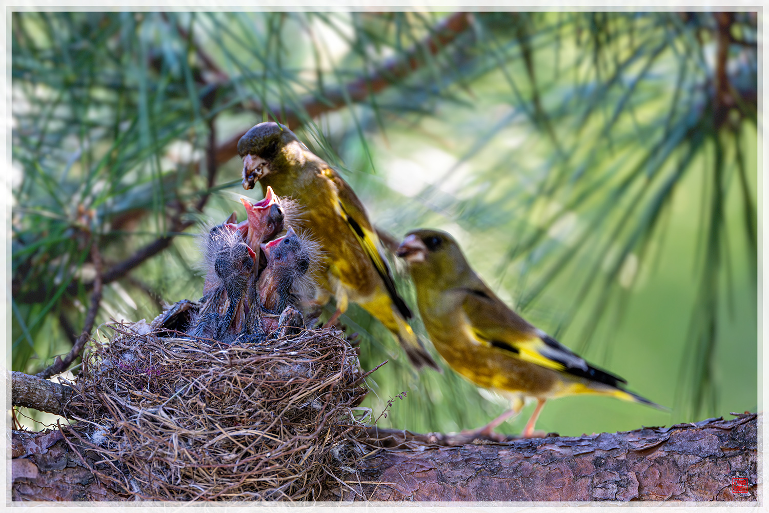 PHOTO BY  | NIKON Z 9 | 2024:05:15 07:55:14 | ISO-3200 | 1/1000 sec | f 4 | 600 mm | EV=0.3 | ● WIDTH:1500 pixels  HEIGHT:1000 pixels