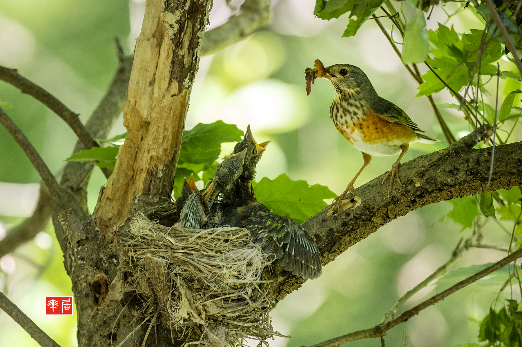 PHOTO BY changickheun | Canon EOS-1D X Mark III | 2024:05:15 13:59:09 | ISO-1600 | 1/500 sec | f 4 | 600 mm | EV=0 | ● WIDTH:1800 pixels  HEIGHT:1198 pixels