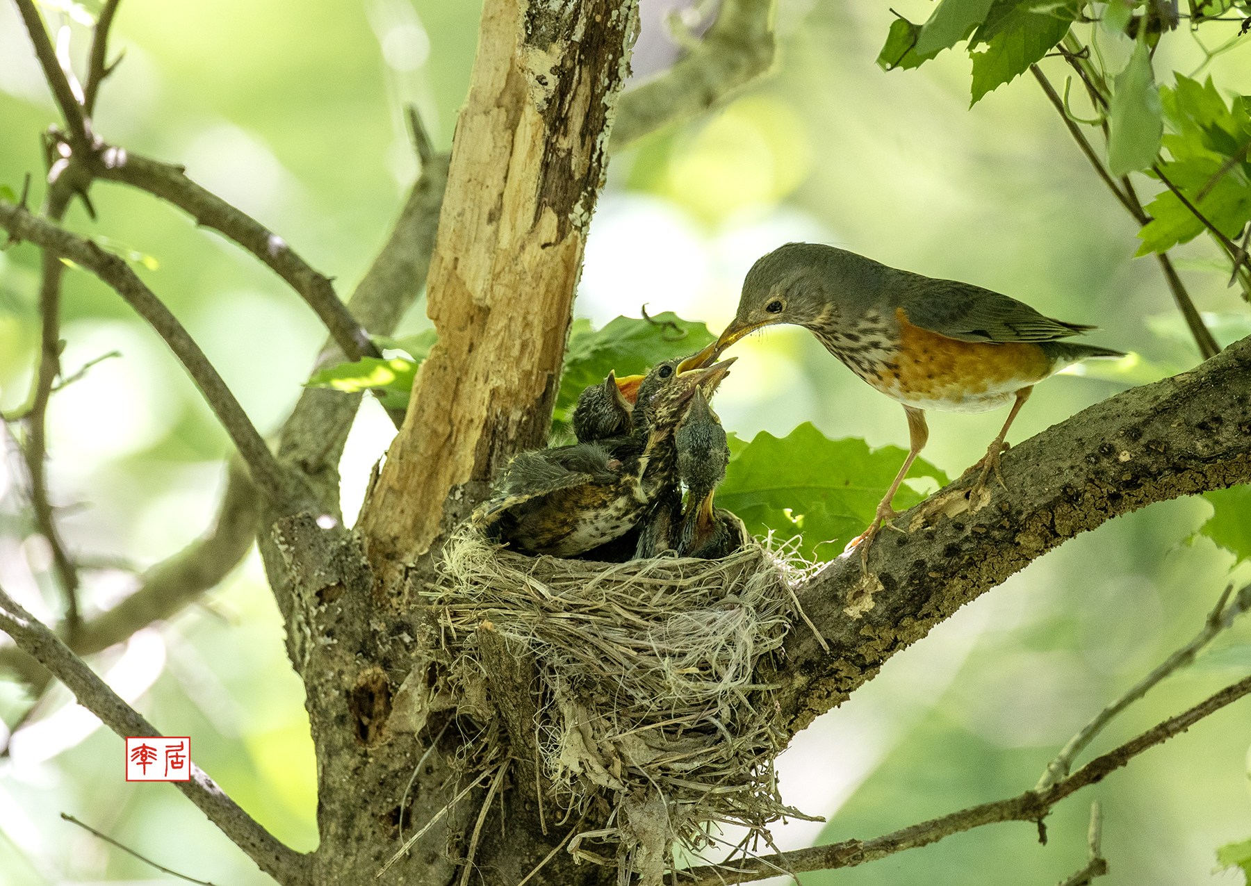 PHOTO BY changickheun | Canon EOS-1D X Mark III | 2024:05:15 11:31:10 | ISO-1600 | 1/800 sec | f 4 | 600 mm | EV=0 | ● WIDTH:1800 pixels  HEIGHT:1275 pixels