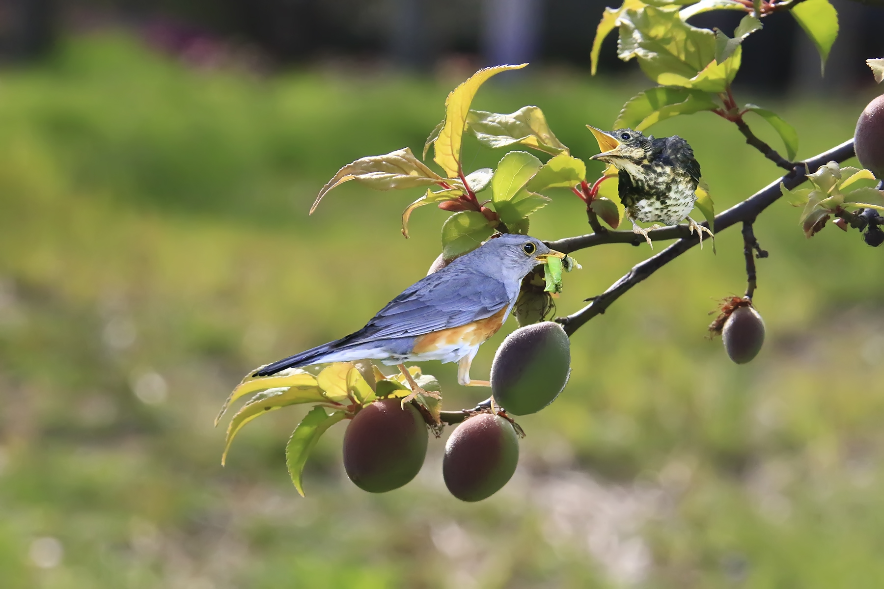 PHOTO BY HNalim | Canon EOS 7D Mark II | 2024:05:10 10:18:12 | ISO-1000 | 1/500 sec | f 18 | 275 mm | EV=0 | ● WIDTH:1800 pixels  HEIGHT:1200 pixels