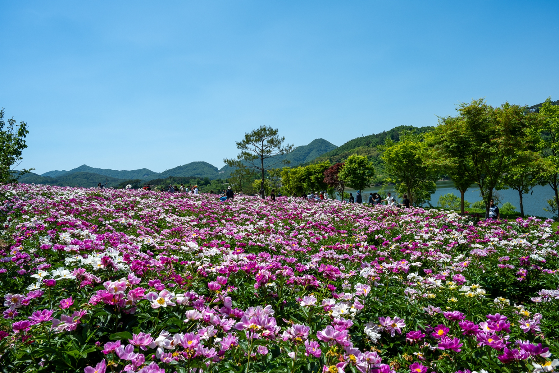 PHOTO BY  | NIKON Z 7_2 | 2024:05:15 11:33:57 | ISO-64 | 1/250 sec | f 9 | 24 mm | EV=0 | ● WIDTH:  HEIGHT: