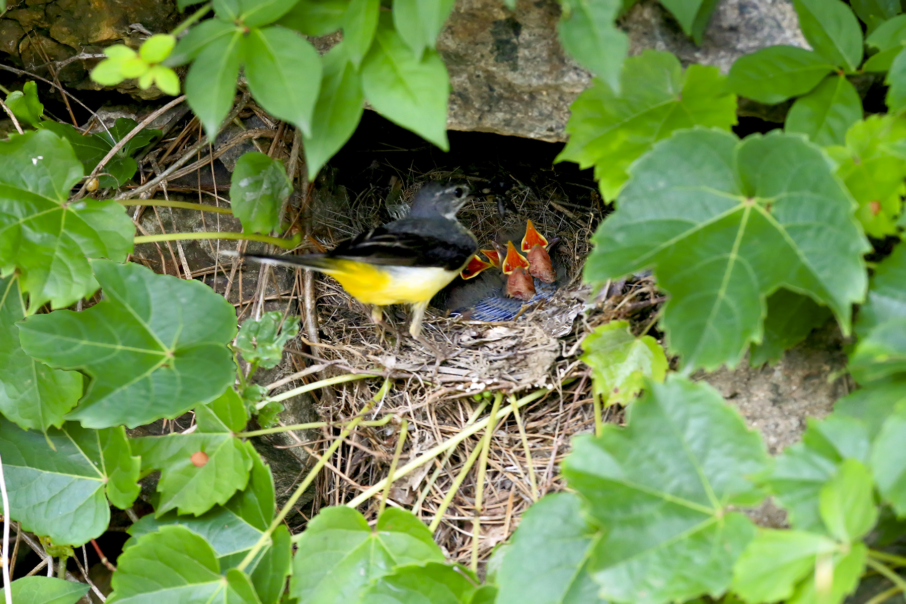 PHOTO BY WO2YA LAB | Canon EOS-1D X Mark II | 2024:05:16 09:09:43 | ISO-3200 | 1/8000 sec | f 7.1 | 280 mm | EV=0 | ● WIDTH:1800 pixels  HEIGHT:1200 pixels