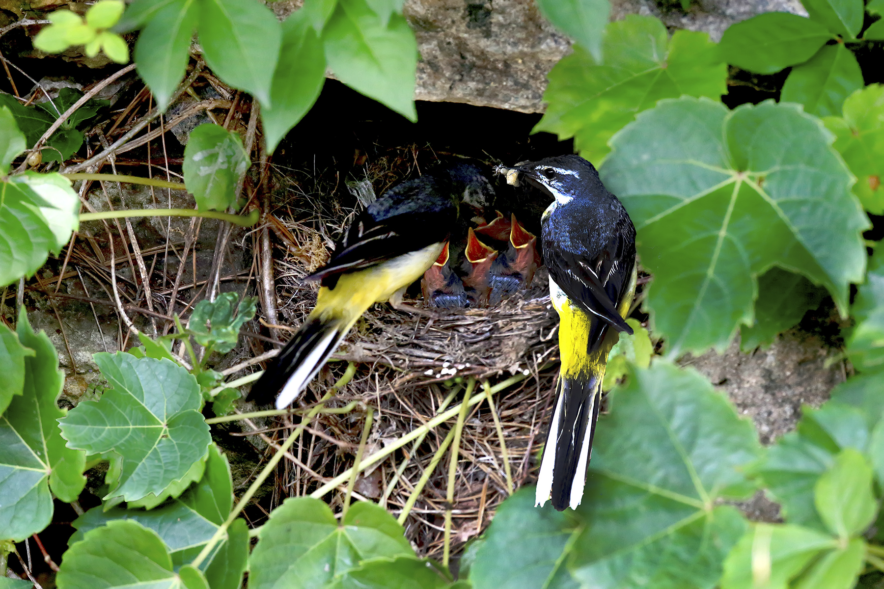 PHOTO BY WO2YA LAB | Canon EOS-1D X Mark II | 2024:05:16 09:09:43 | ISO-3200 | 1/8000 sec | f 7.1 | 280 mm | EV=0 | ● WIDTH:1800 pixels  HEIGHT:1200 pixels