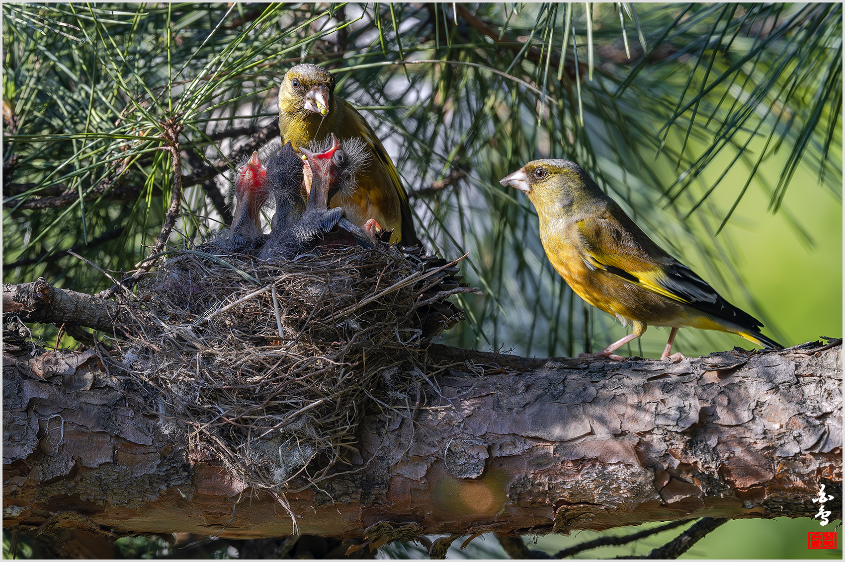 PHOTO BY  | NIKON Z 9 | 2024:05:13 17:13:05 | ISO-1250 | 1/800 sec | f 8 | 600 mm | EV=0 | ● WIDTH:1700 pixels  HEIGHT:1132 pixels