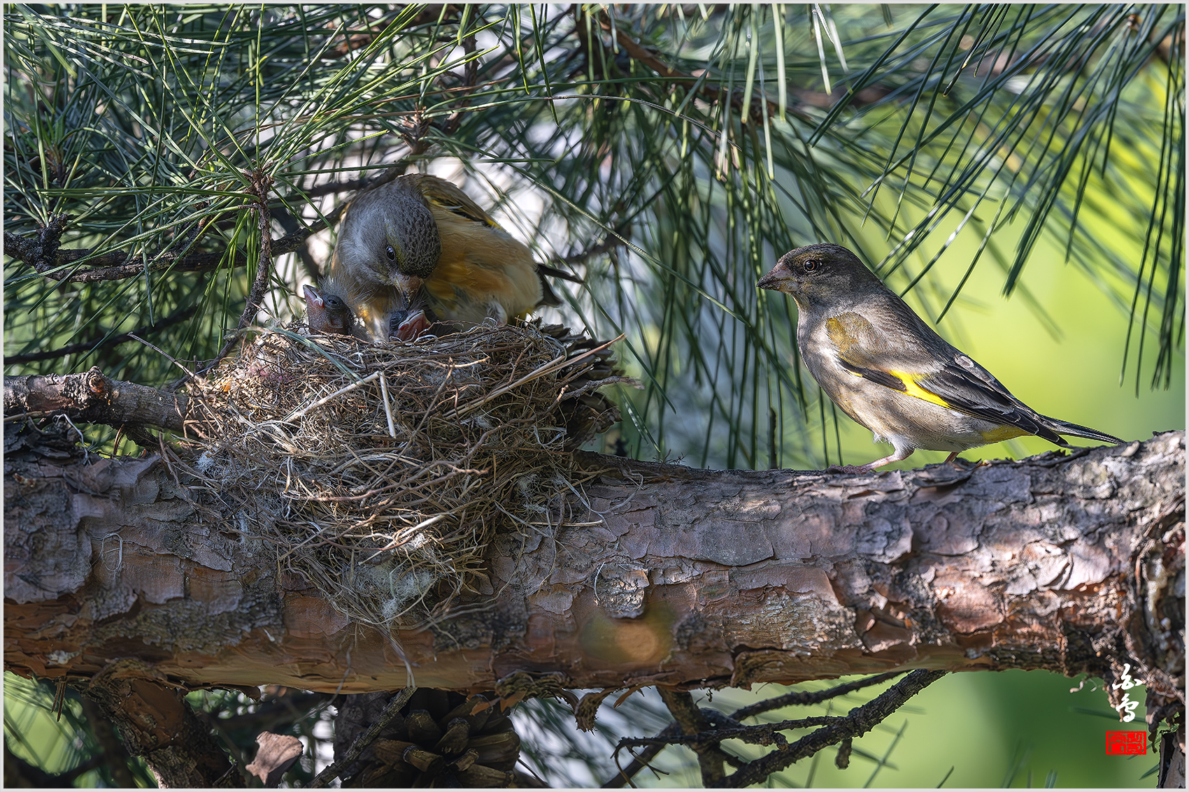 PHOTO BY  | NIKON Z 9 | 2024:05:13 17:34:58 | ISO-1250 | 1/640 sec | f 8 | 600 mm | EV=0 | ● WIDTH:1700 pixels  HEIGHT:1133 pixels