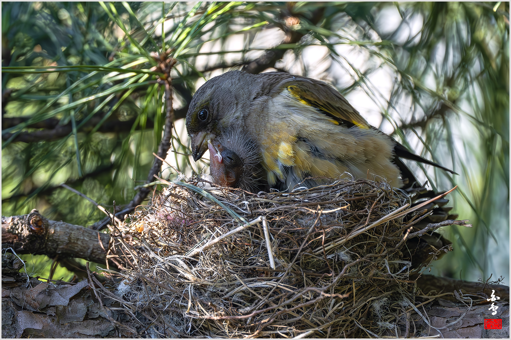 PHOTO BY  | NIKON Z 9 | 2024:05:13 17:44:01 | ISO-2500 | 1/1600 sec | f 5.6 | 840 mm | EV=-0.3 | ● WIDTH:1700 pixels  HEIGHT:1132 pixels