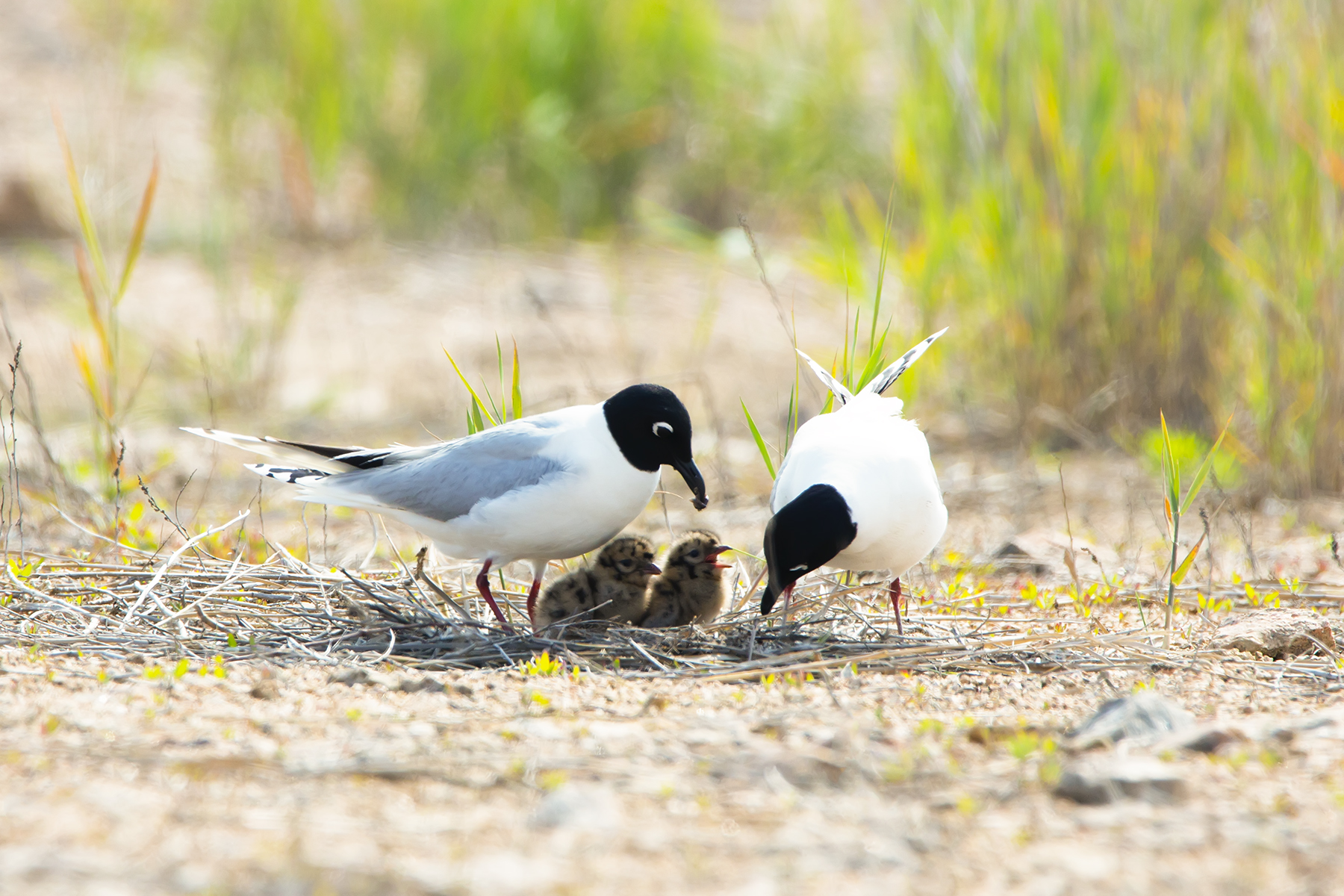 PHOTO BY WO2YA LAB | Canon EOS-1D X Mark II | 2024:05:16 09:09:42 | ISO-3200 | 1/8000 sec | f 7.1 | 280 mm | EV=0 | ● WIDTH:1800 pixels  HEIGHT:1200 pixels