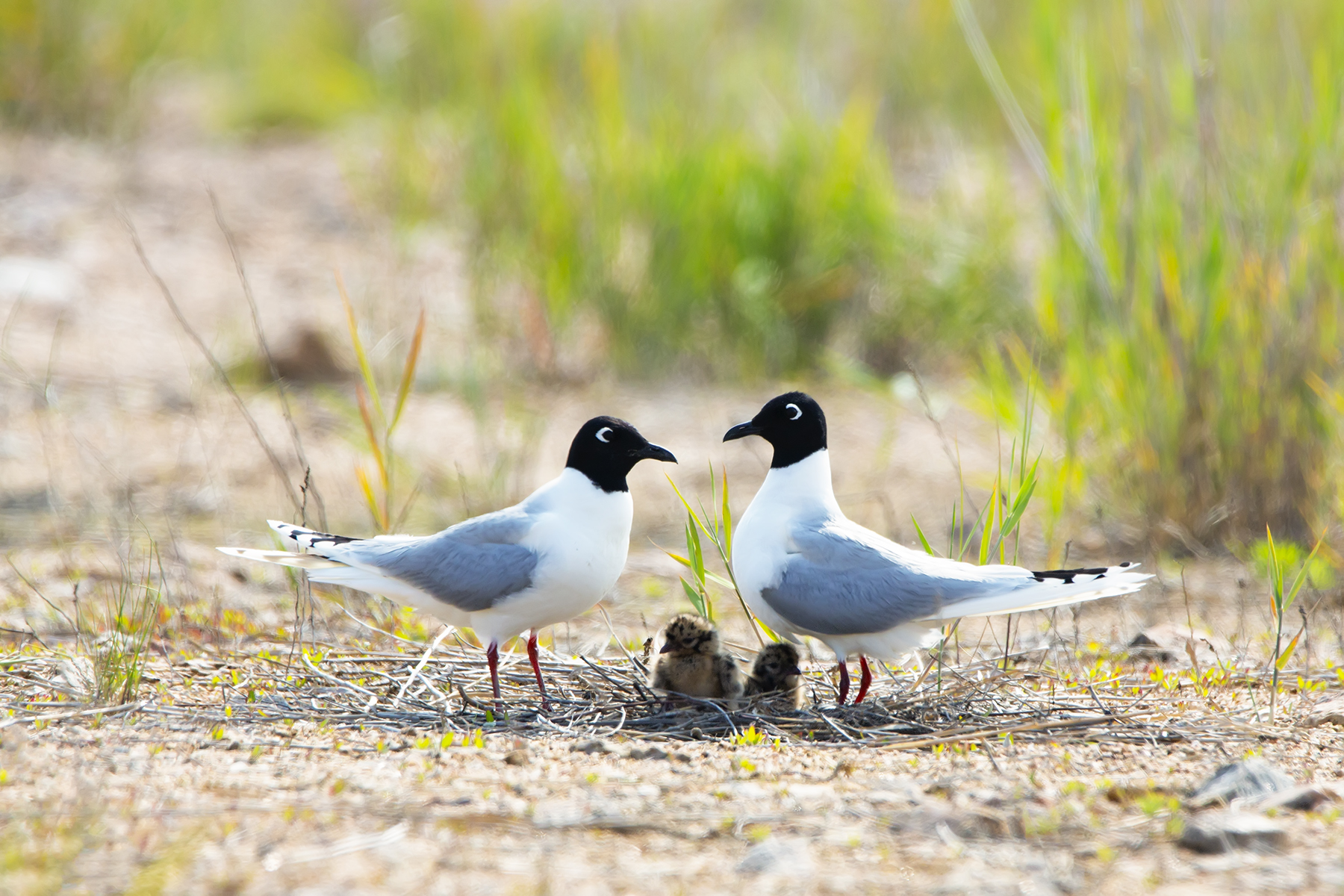 PHOTO BY WO2YA LAB | Canon EOS-1D X Mark II | 2024:05:16 09:09:42 | ISO-3200 | 1/8000 sec | f 7.1 | 280 mm | EV=0 | ● WIDTH:1800 pixels  HEIGHT:1200 pixels