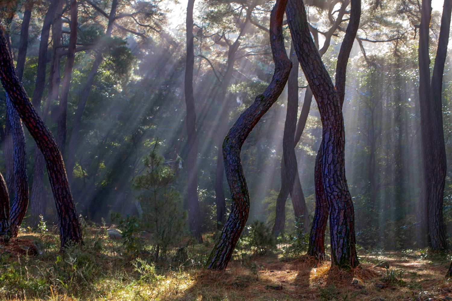 PHOTO BY  | CanonCanon  |  | ISO- |  |  |  | EV=0 | ● WIDTH:  HEIGHT: