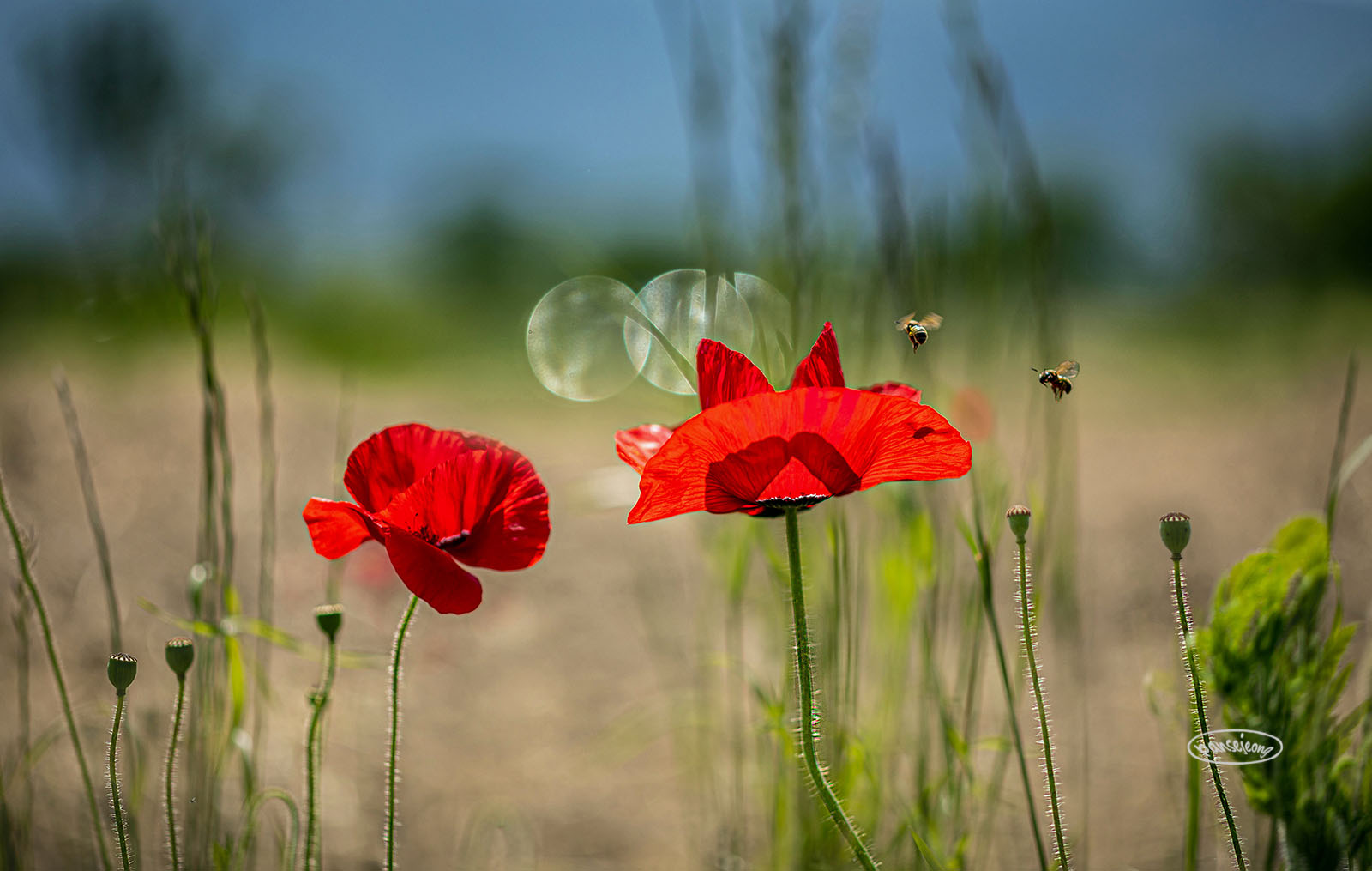 PHOTO BY jps | Canon EOS R6 | 2024:05:17 10:41:14 | ISO-100 | 1/2000 sec | f 2.8 | 100 mm | EV=0 | ● WIDTH:1600 pixels  HEIGHT:1015 pixels