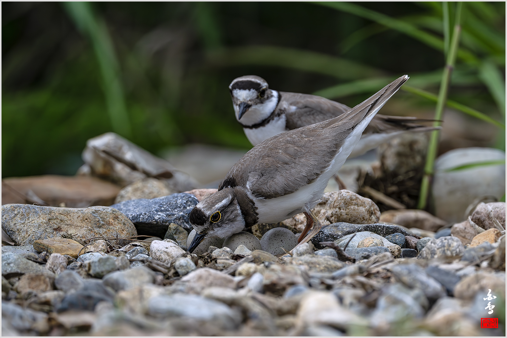 PHOTO BY  | NIKON Z 9 | 2024:05:07 10:49:11 | ISO-1000 | 1/3200 sec | f 6.3 | 840 mm | EV=-0.7 | ● WIDTH:1700 pixels  HEIGHT:1133 pixels