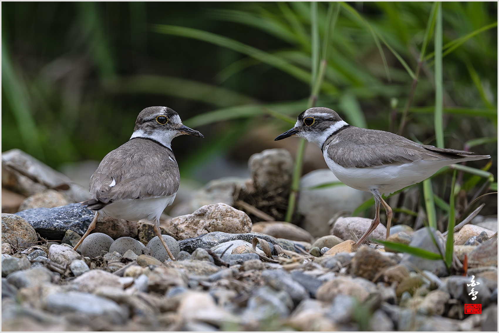 PHOTO BY  | NIKON Z 9 | 2024:05:07 11:15:53 | ISO-800 | 1/4000 sec | f 6.3 | 840 mm | EV=-0.7 | ● WIDTH:1700 pixels  HEIGHT:1133 pixels