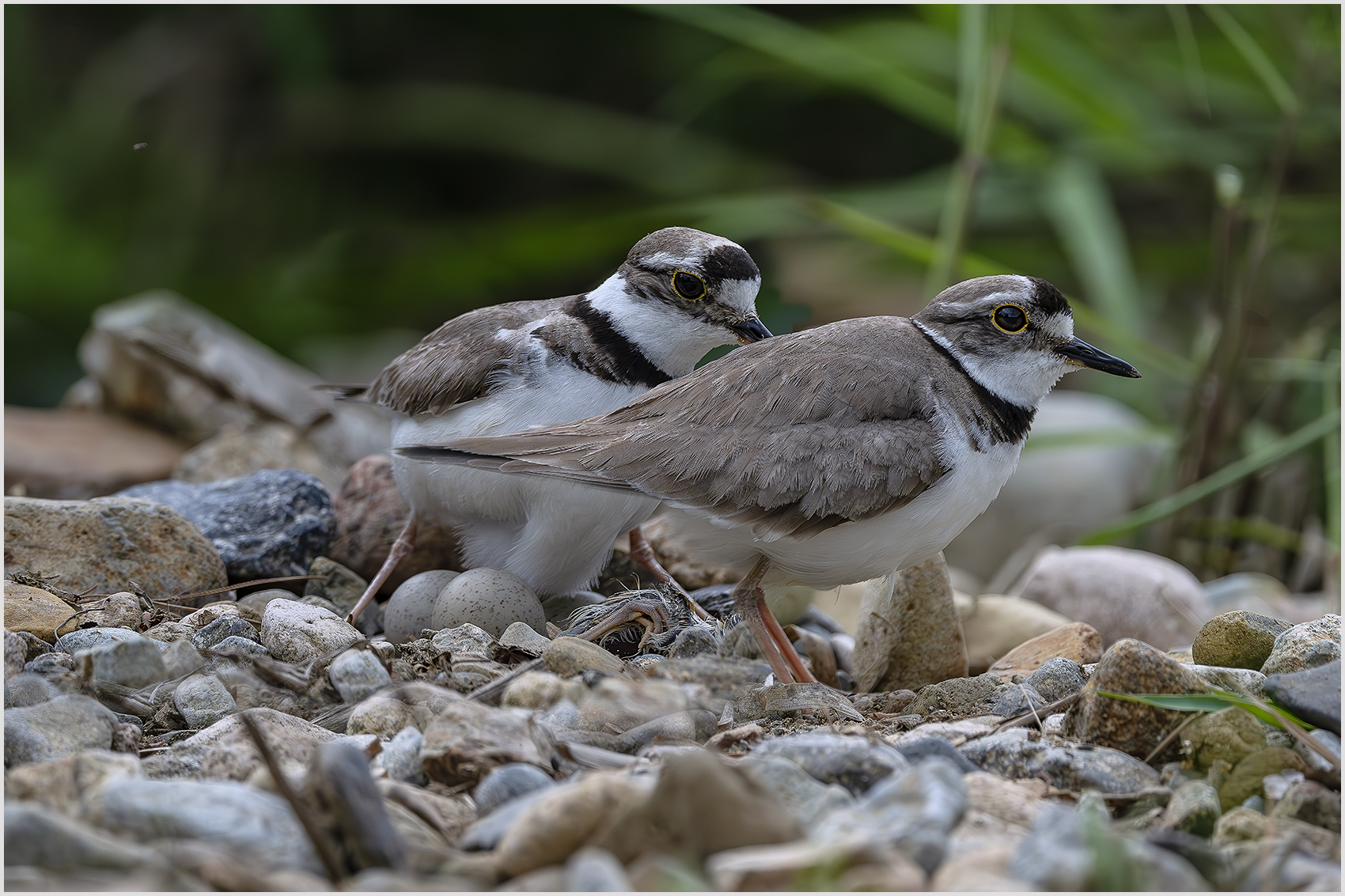 PHOTO BY  | NIKON Z 9 | 2024:05:07 13:36:14 | ISO-1000 | 1/1600 sec | f 6.3 | 840 mm | EV=-1 | ● WIDTH:1700 pixels  HEIGHT:1133 pixels