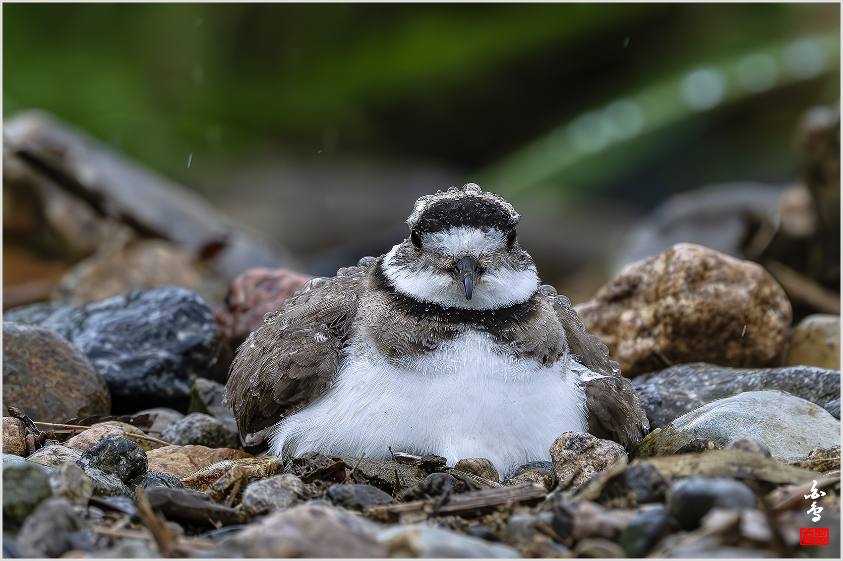 PHOTO BY  | NIKON Z 9 | 2024:05:07 15:27:56 | ISO-2500 | 1/800 sec | f 5.6 | 840 mm | EV=-1 | ● WIDTH:1700 pixels  HEIGHT:1132 pixels