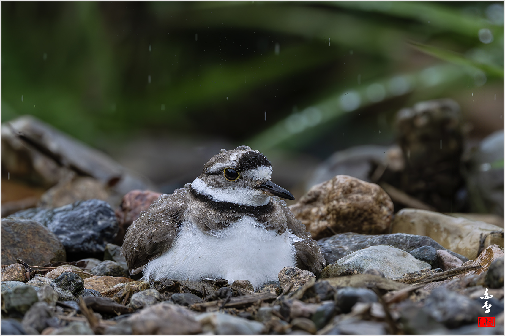 PHOTO BY  | NIKON Z 9 | 2024:05:07 15:27:53 | ISO-2500 | 1/800 sec | f 5.6 | 840 mm | EV=-1 | ● WIDTH:1700 pixels  HEIGHT:1132 pixels