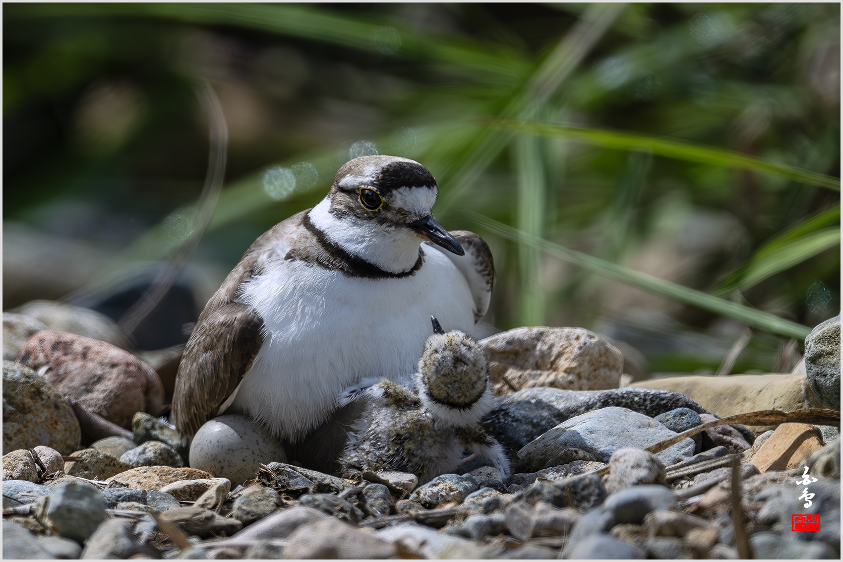 PHOTO BY  | NIKON Z 9 | 2024:05:08 10:19:50 | ISO-320 | 1/3200 sec | f 5.6 | 840 mm | EV=-0.7 | ● WIDTH:1700 pixels  HEIGHT:1133 pixels