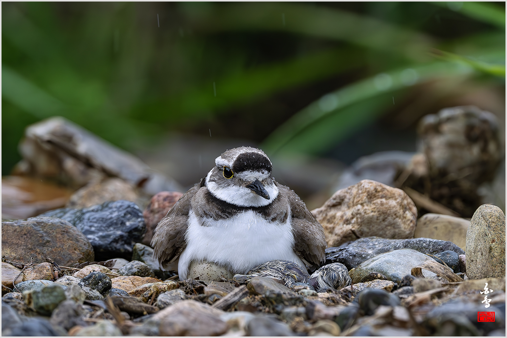 PHOTO BY  | NIKON Z 9 | 2024:05:07 14:47:23 | ISO-1600 | 1/400 sec | f 6.3 | 840 mm | EV=-1 | ● WIDTH:1700 pixels  HEIGHT:1132 pixels