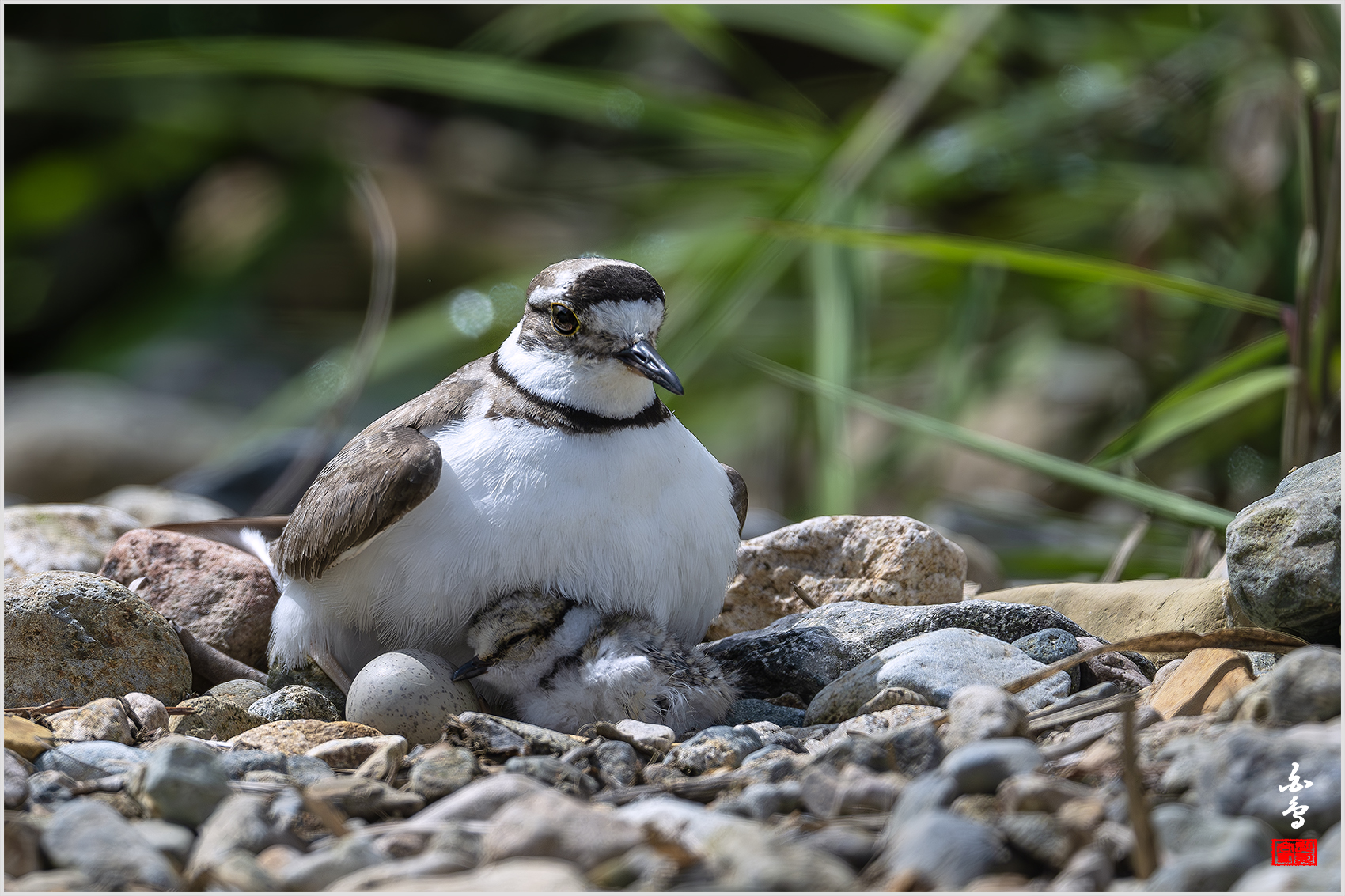 PHOTO BY  | NIKON Z 9 | 2024:05:08 10:19:41 | ISO-320 | 1/3200 sec | f 5.6 | 840 mm | EV=-0.7 | ● WIDTH:1700 pixels  HEIGHT:1133 pixels