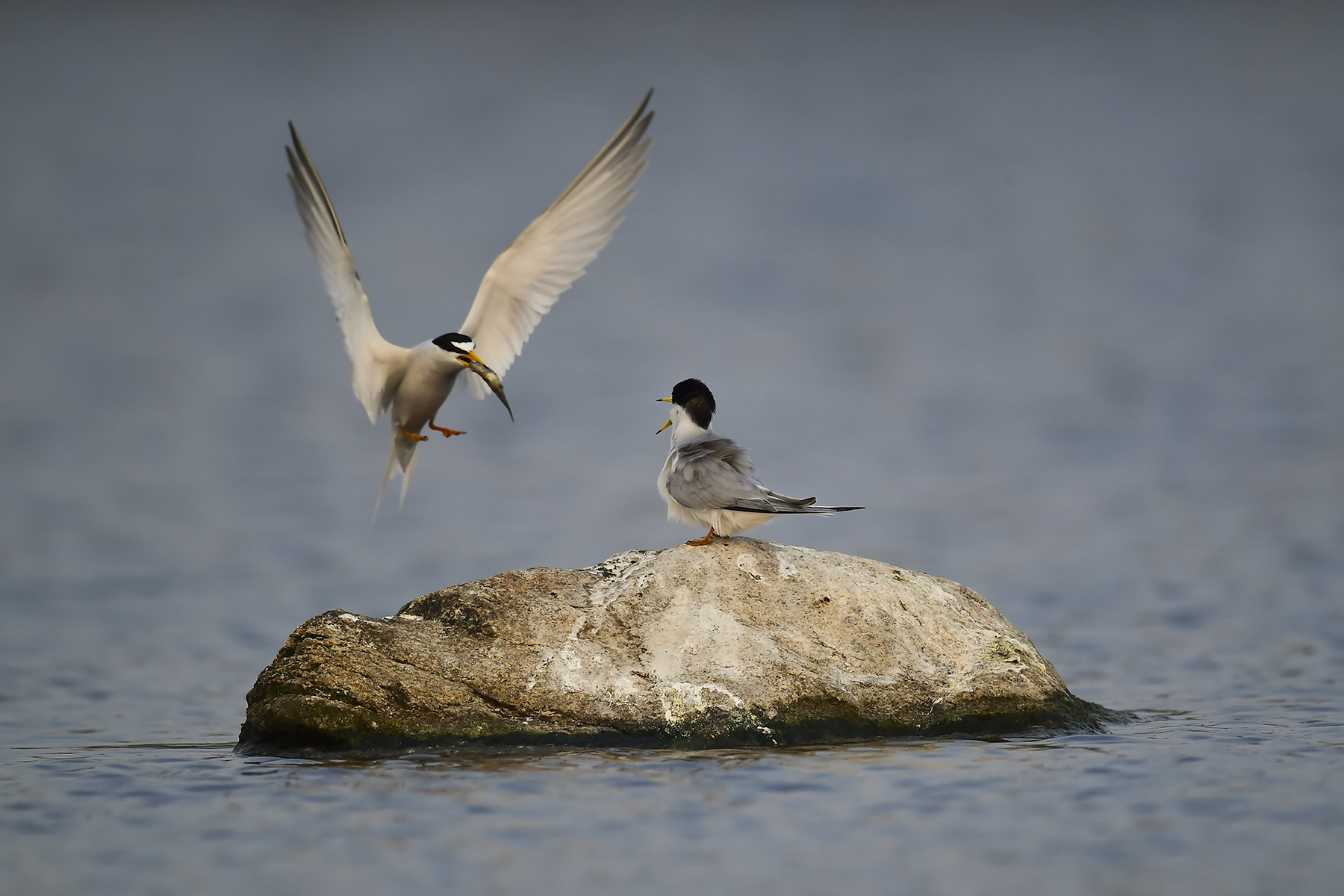 PHOTO BY WO2YA LAB | Canon EOS-1D X Mark II | 2024:05:16 09:09:52 | ISO-3200 | 1/8000 sec | f 7.1 | 285 mm | EV=0 | ● WIDTH:1800 pixels  HEIGHT:1200 pixels