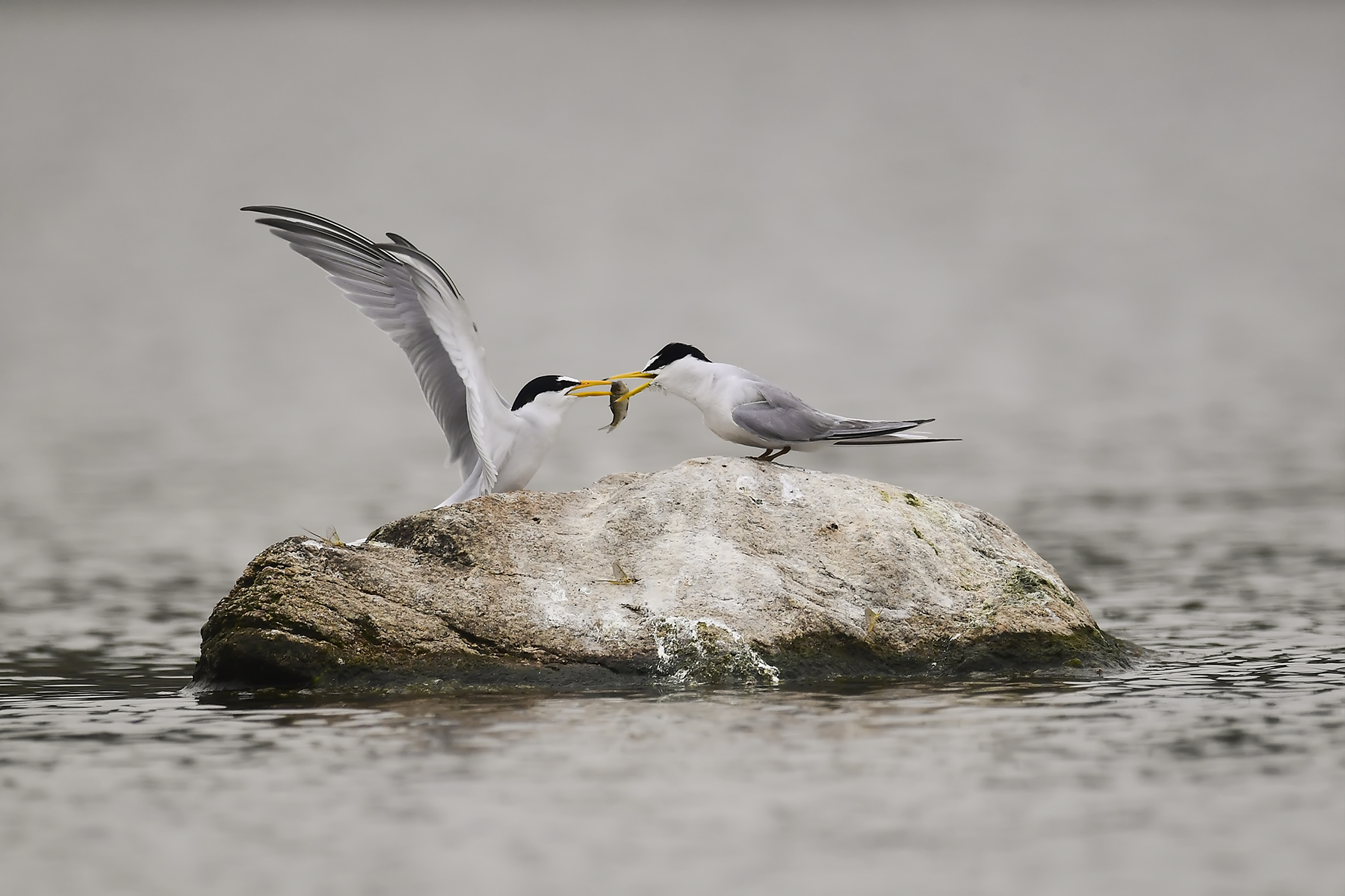 PHOTO BY WO2YA LAB | Canon EOS-1D X Mark II | 2024:05:16 09:09:52 | ISO-3200 | 1/8000 sec | f 7.1 | 285 mm | EV=0 | ● WIDTH:1800 pixels  HEIGHT:1200 pixels