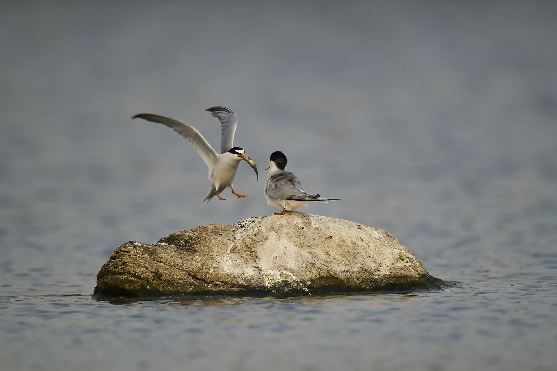 PHOTO BY WO2YA LAB | Canon EOS-1D X Mark II | 2024:05:16 09:09:52 | ISO-3200 | 1/8000 sec | f 7.1 | 285 mm | EV=0 | ● WIDTH:1800 pixels  HEIGHT:1200 pixels