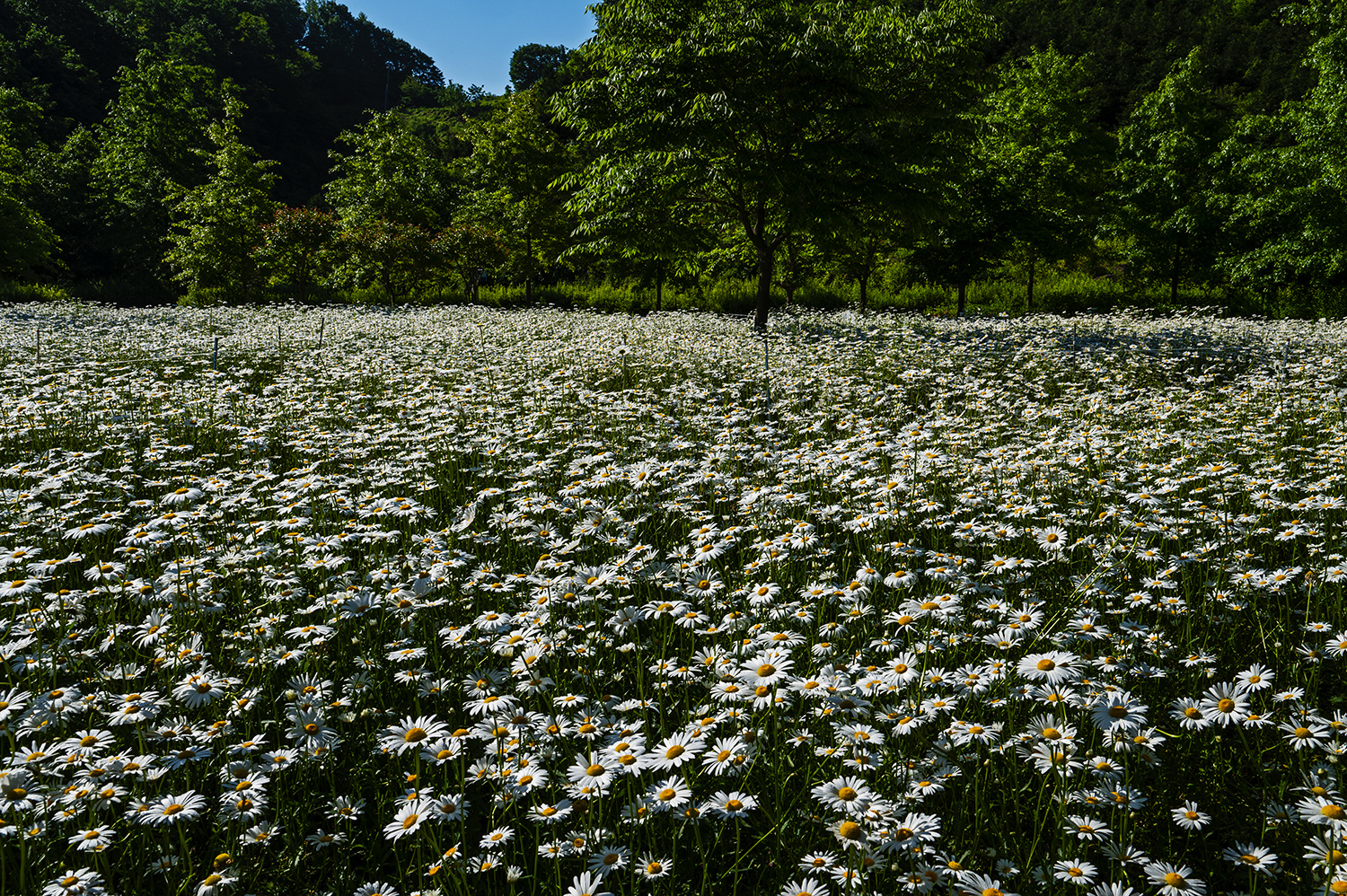 PHOTO BY  | NIKON Z 6_2 | 2024:05:13 08:34:58 | ISO-200 | 1/250 sec | f 16 | 29.5 mm | EV=-0.7 | ● WIDTH:1500 pixels  HEIGHT:998 pixels