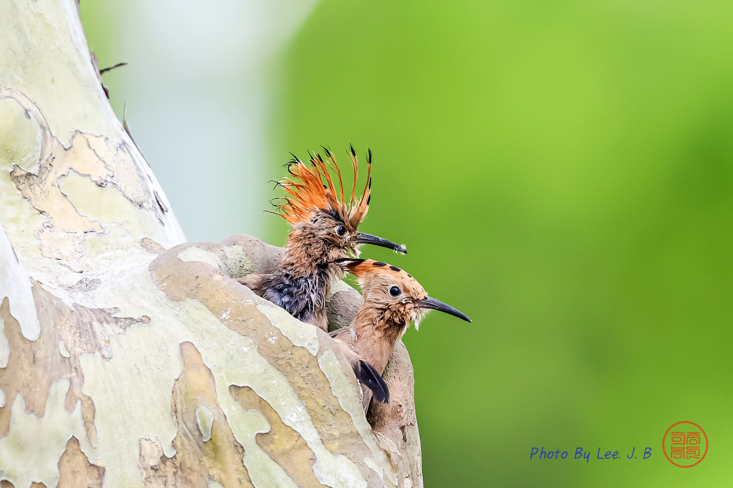 PHOTO BY  | Canon EOS R3 | 2024:05:12 10:31:30 | ISO-4000 | 1/3200 sec | f 5.6 | 840 mm | EV=0 | ● WIDTH:2519 pixels  HEIGHT:1679 pixels