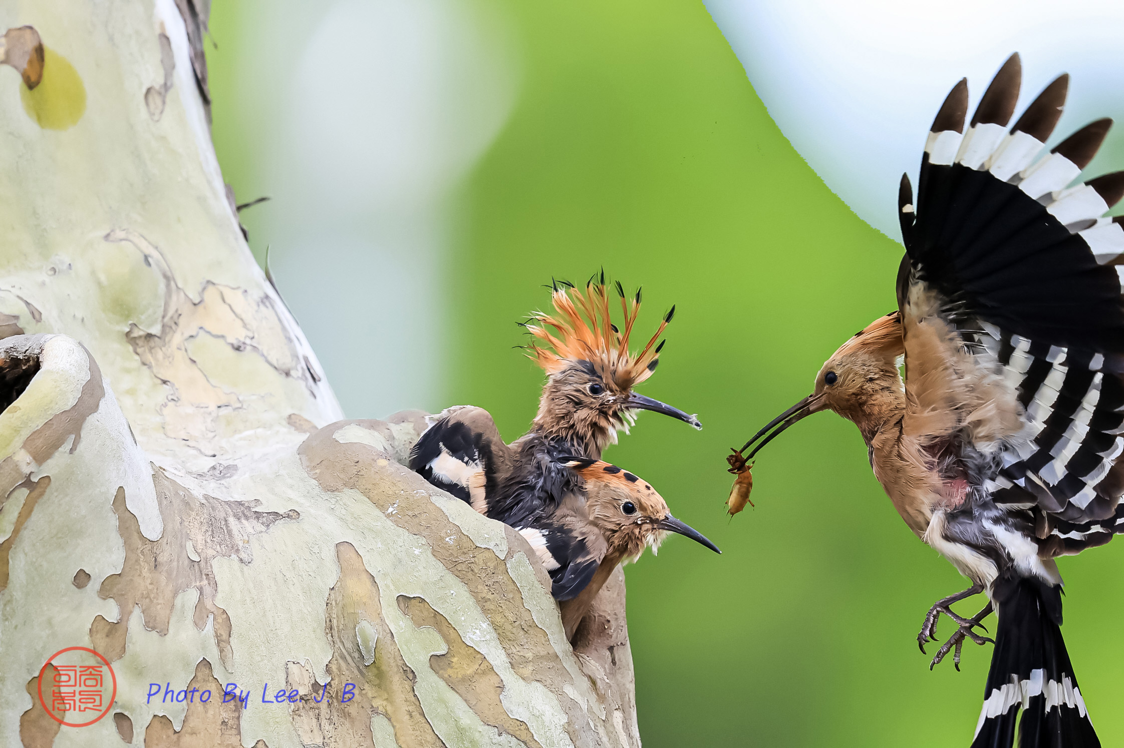 PHOTO BY  | Canon EOS R3 | 2024:05:12 10:31:39 | ISO-4000 | 1/3200 sec | f 5.6 | 840 mm | EV=0 | ● WIDTH:2244 pixels  HEIGHT:1494 pixels