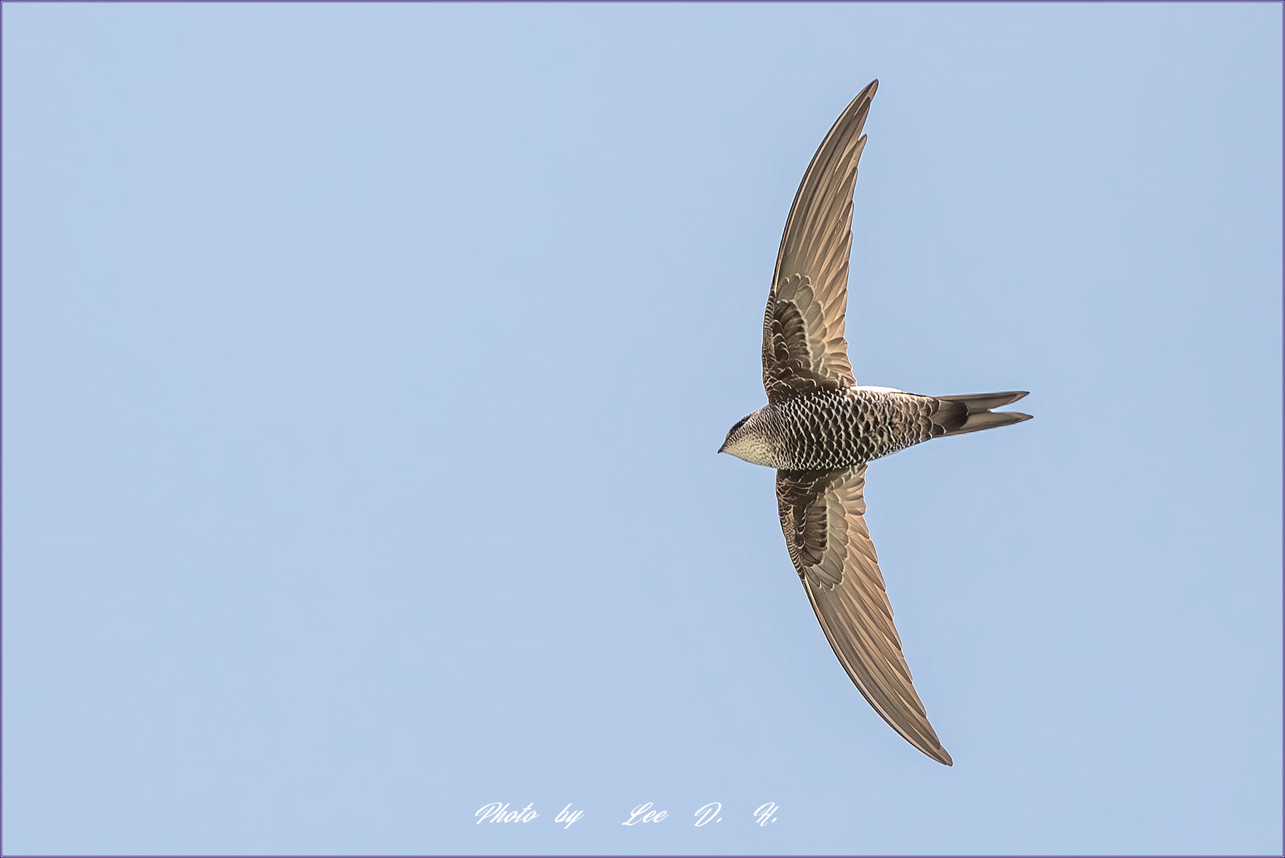 PHOTO BY  | NIKON D500 | 2024:05:04 12:21:06 | ISO-500 | 1/4000 sec | f 5.6 | 500 mm | EV=0.3 | ● WIDTH:1800 pixels  HEIGHT:1200 pixels